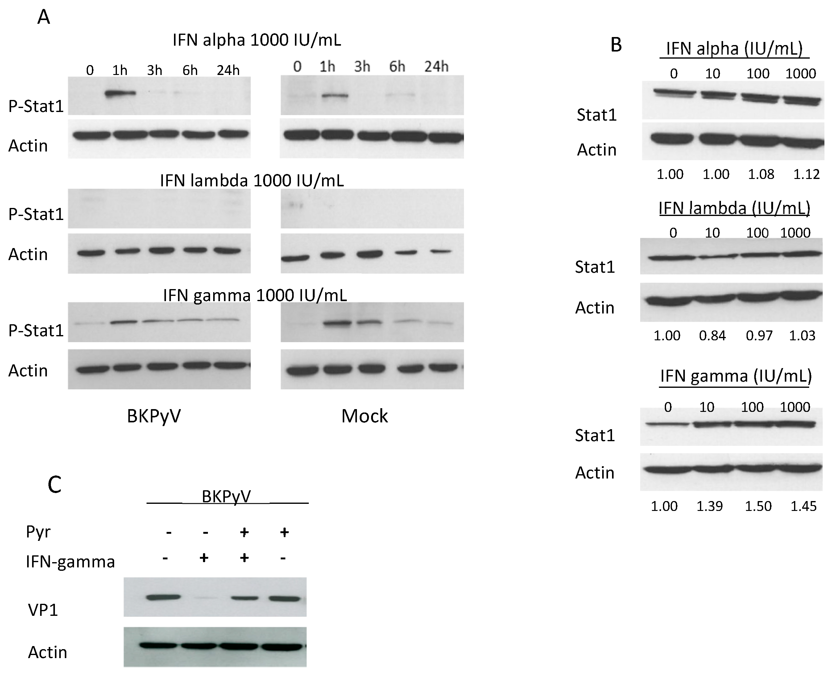 Viruses 12 00865 g002 Viruses 12 00865 g002