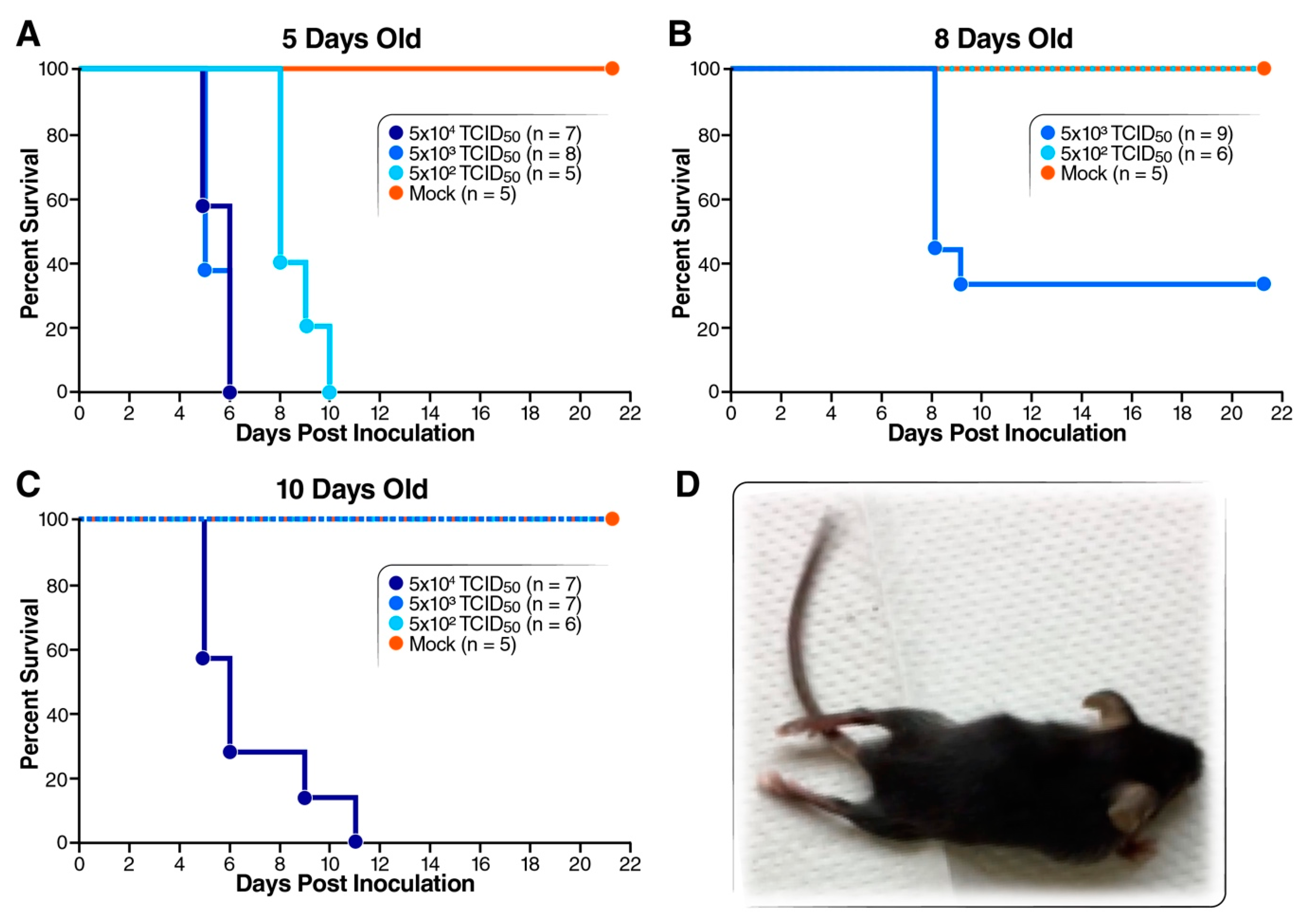 Viruses 12 00867 g001 Viruses 12 00867 g001