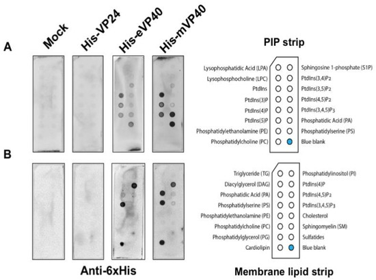 Viruses 12 00869 g001 550