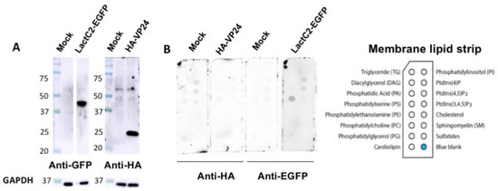 Viruses 12 00869 g002 550