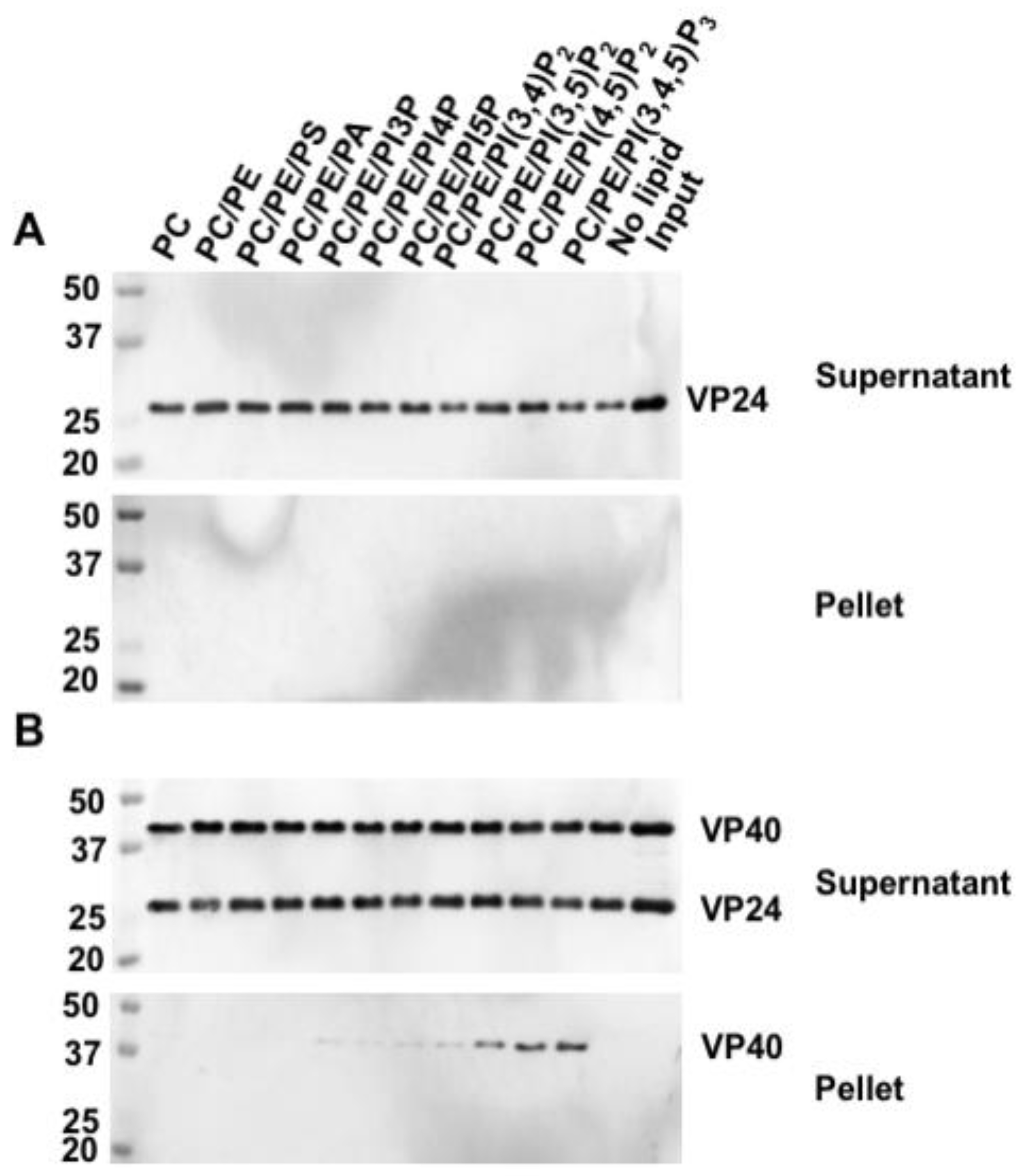 Viruses 12 00869 g003 Viruses 12 00869 g003