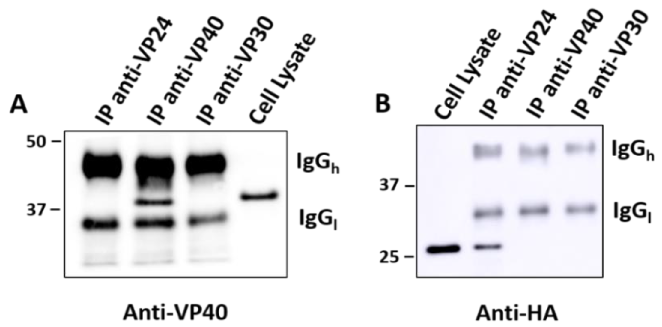 Viruses 12 00869 g004 Viruses 12 00869 g004