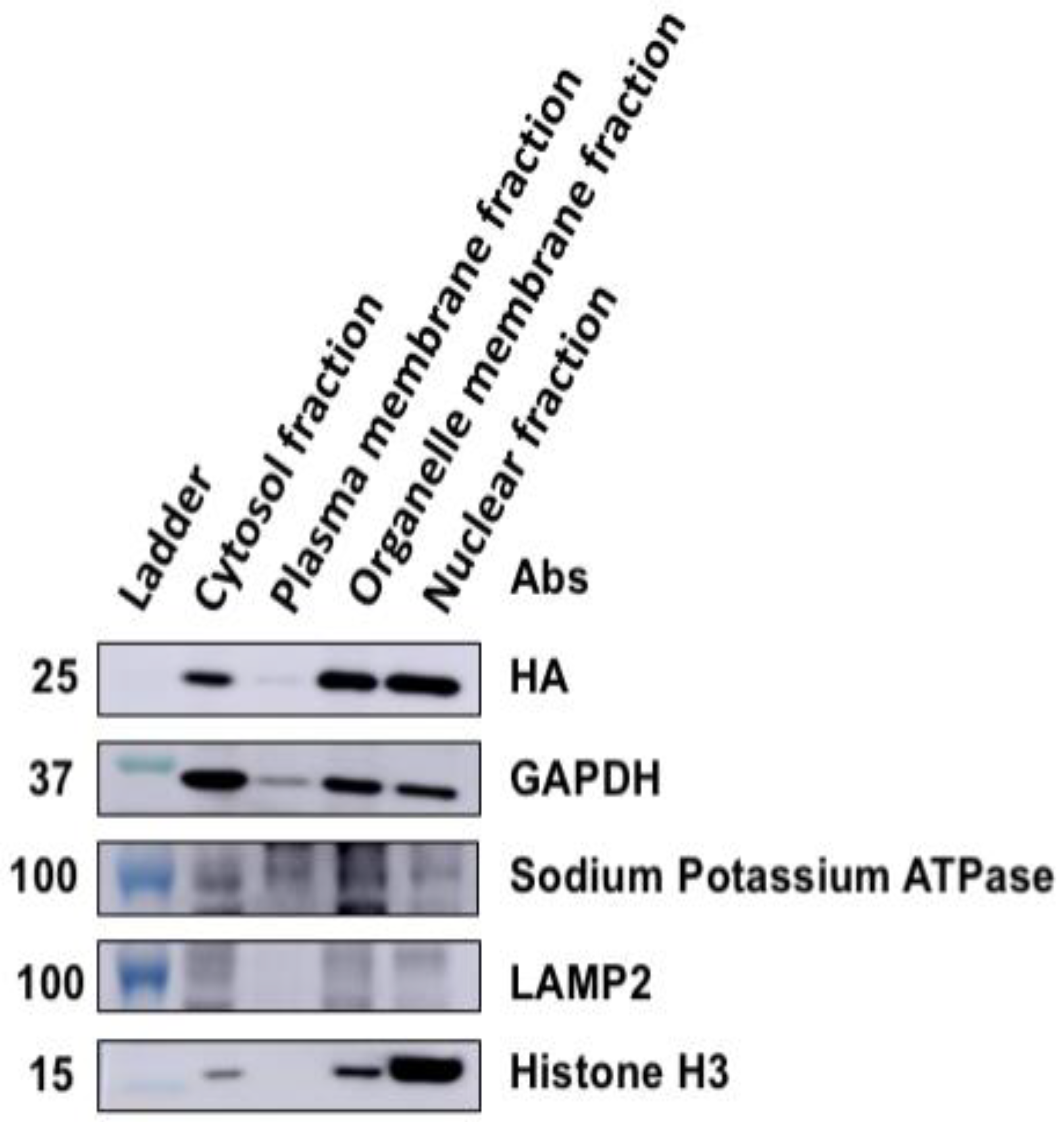 Viruses 12 00869 g005 Viruses 12 00869 g005