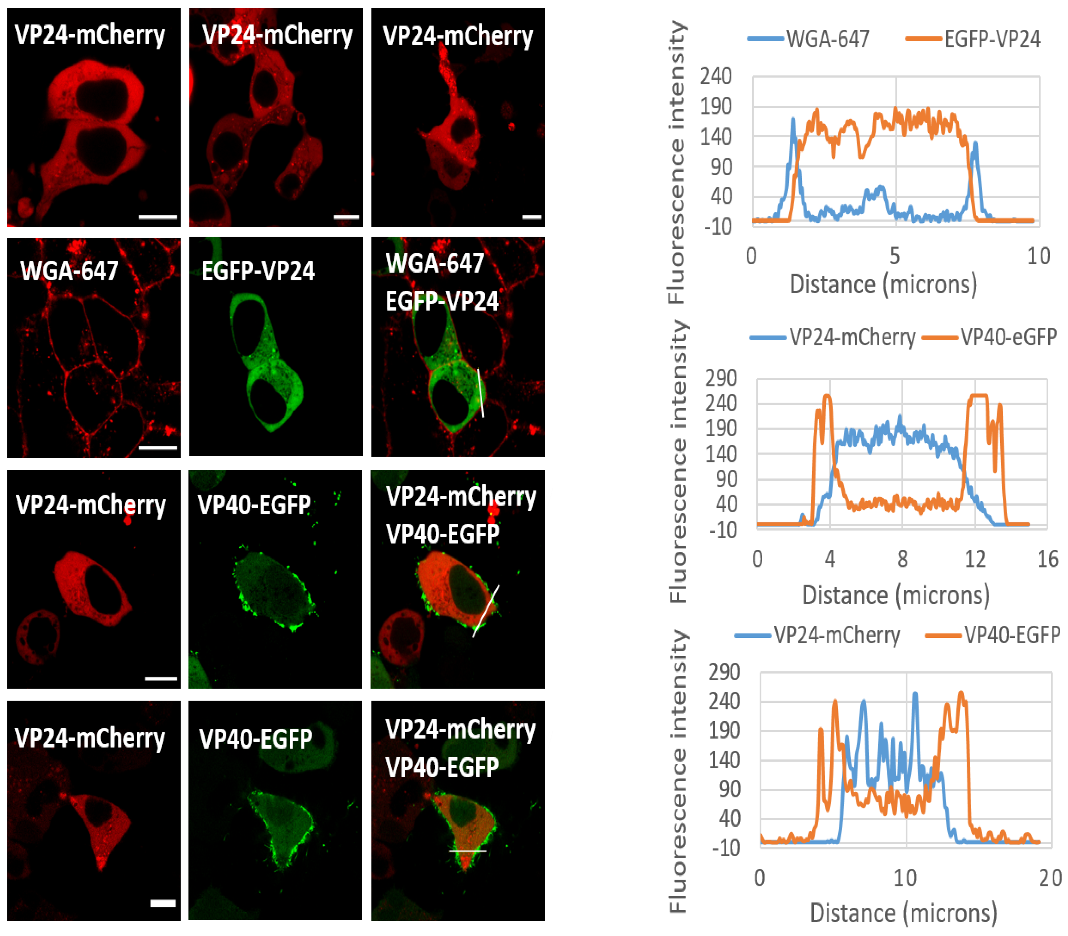 Viruses 12 00869 g006 Viruses 12 00869 g006
