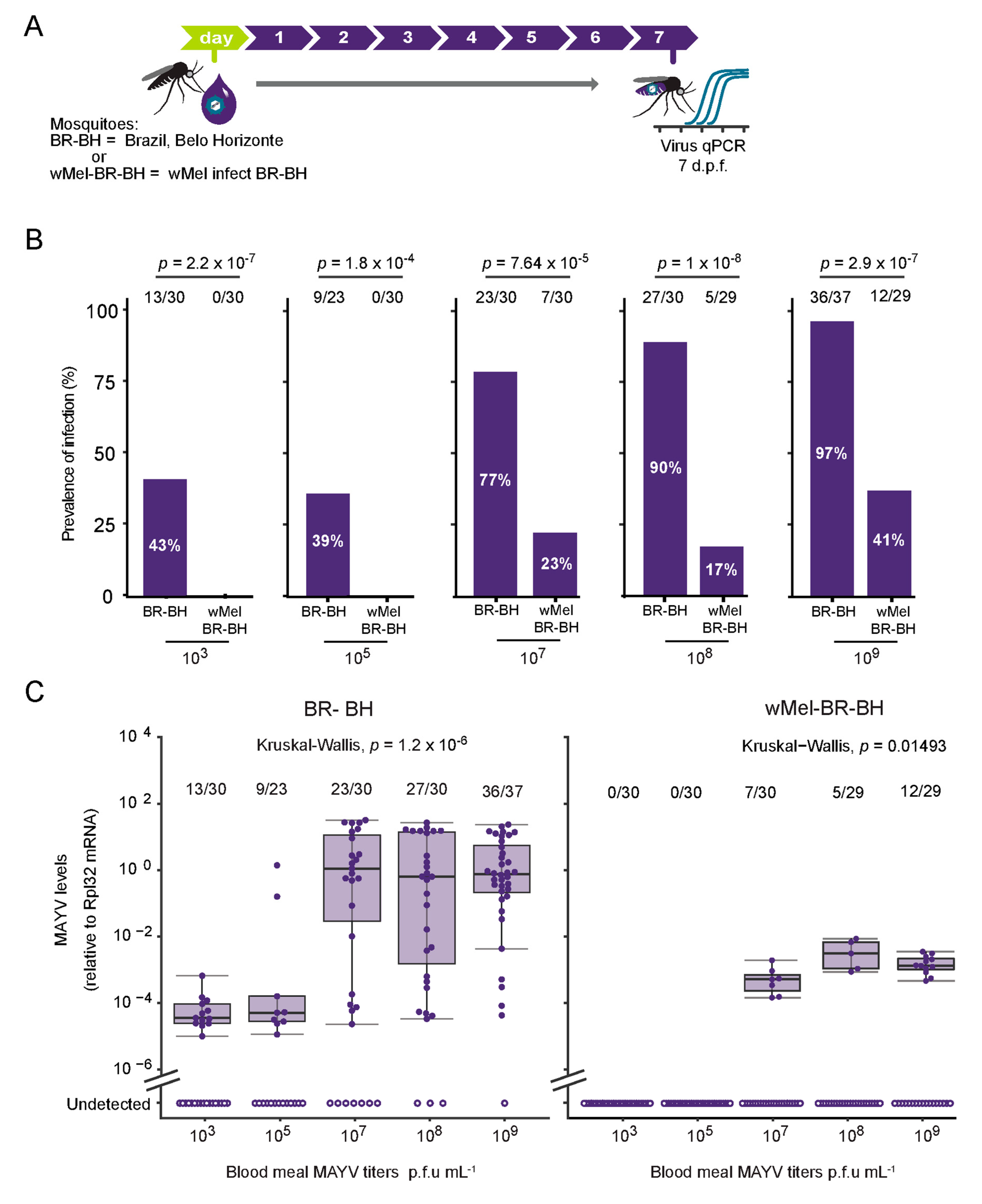 Viruses 12 00871 g001