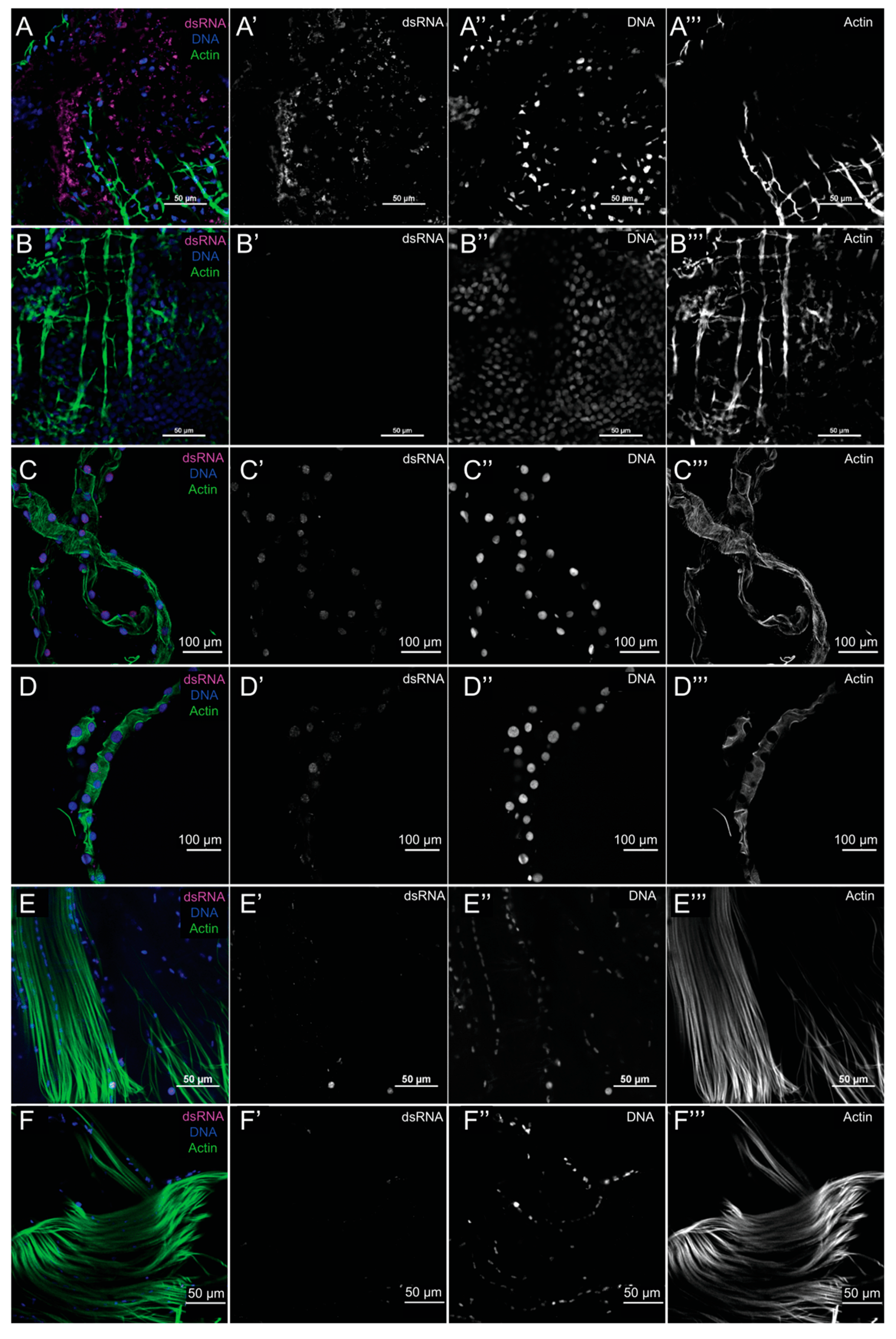 Viruses 12 00871 g002