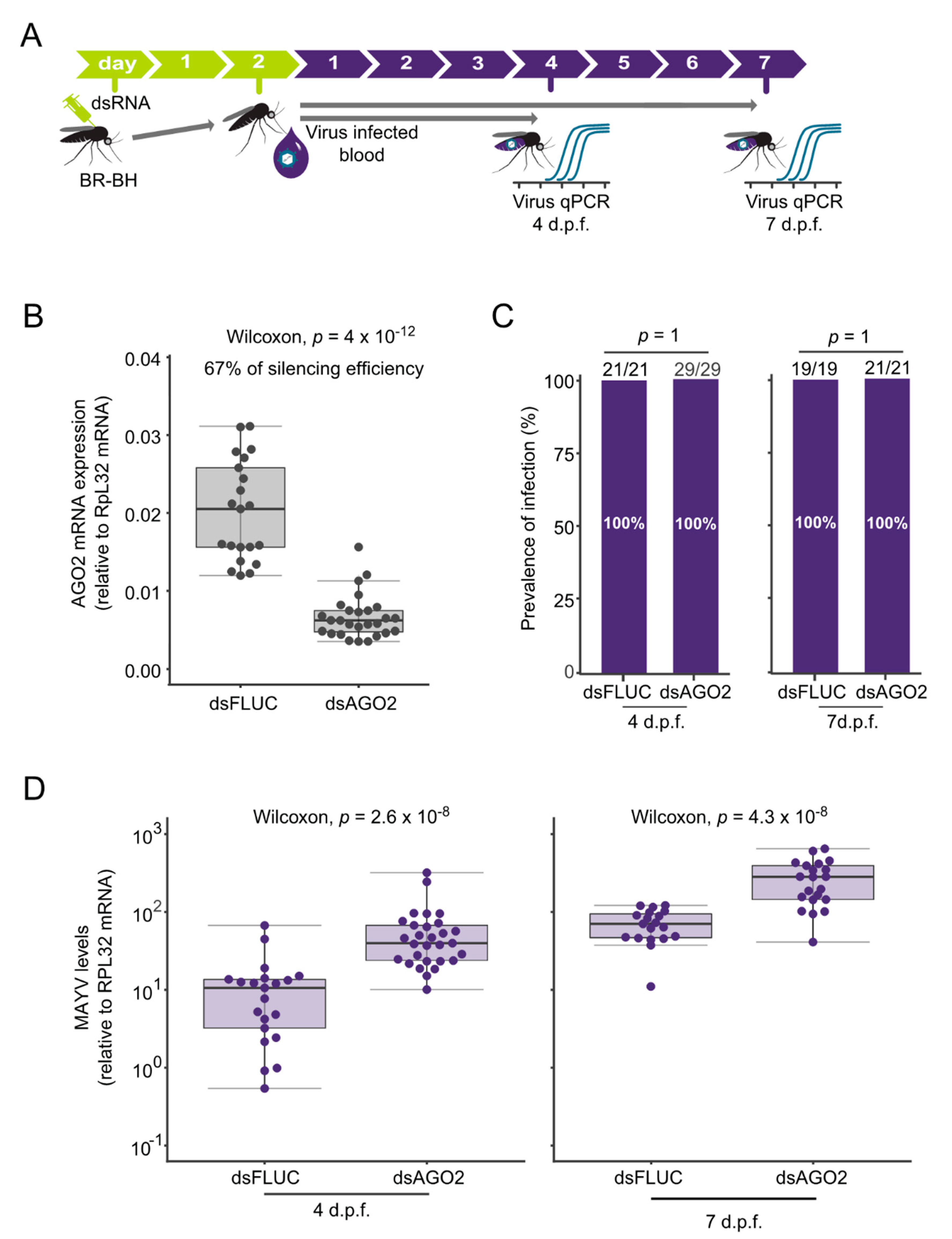 Viruses 12 00871 g003
