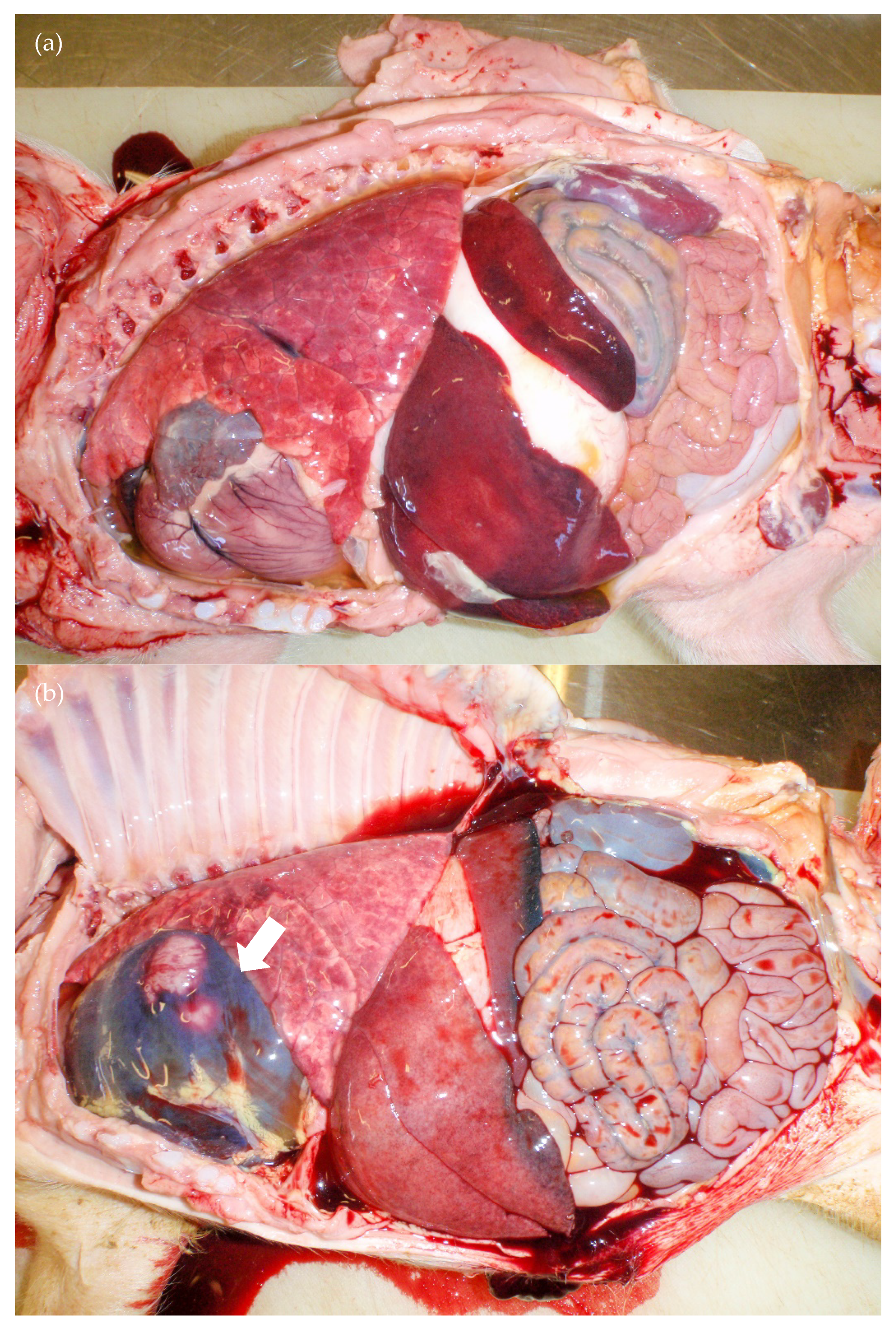 Viruses 12 00873 g004