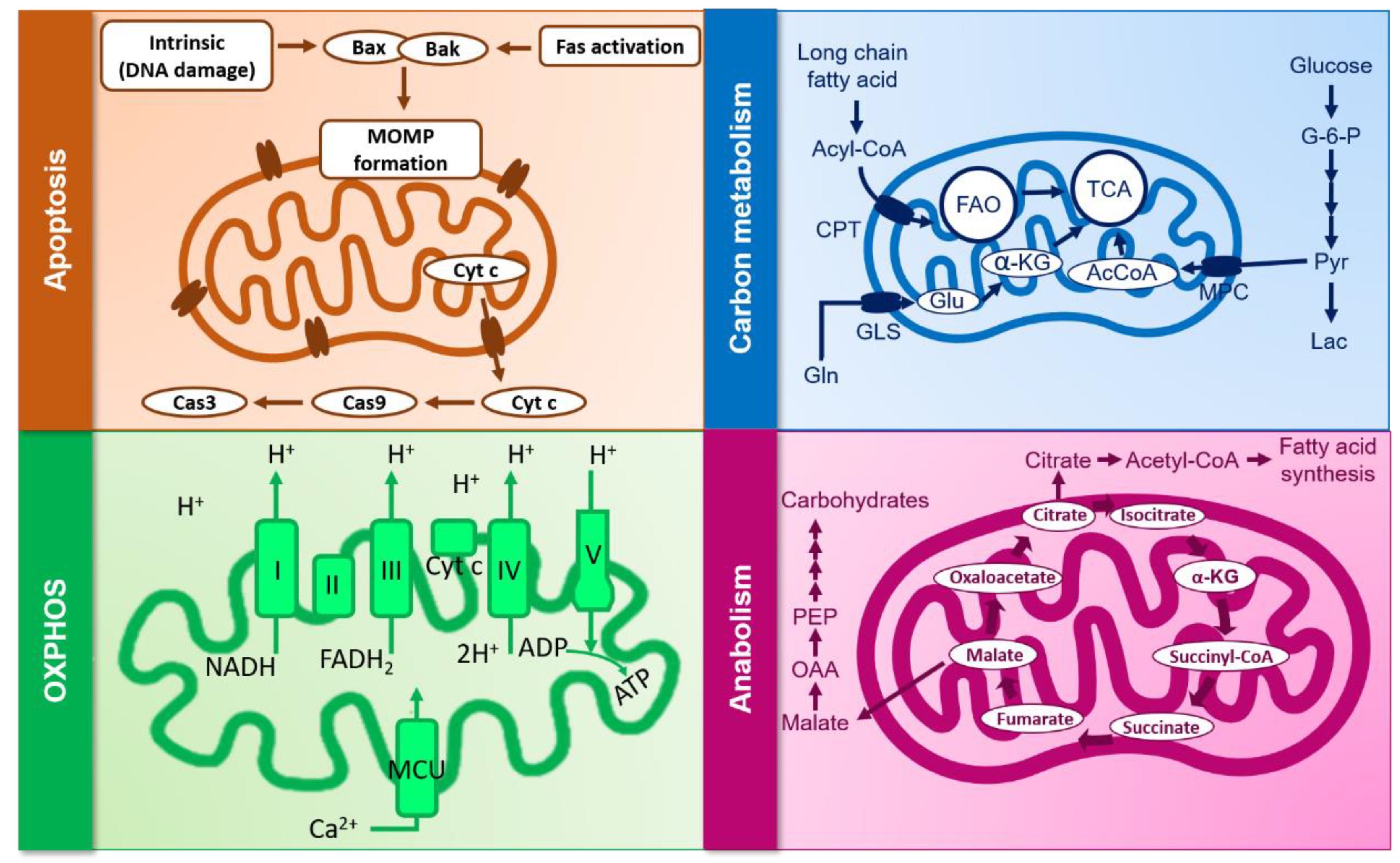 Viruses 12 00875 g002