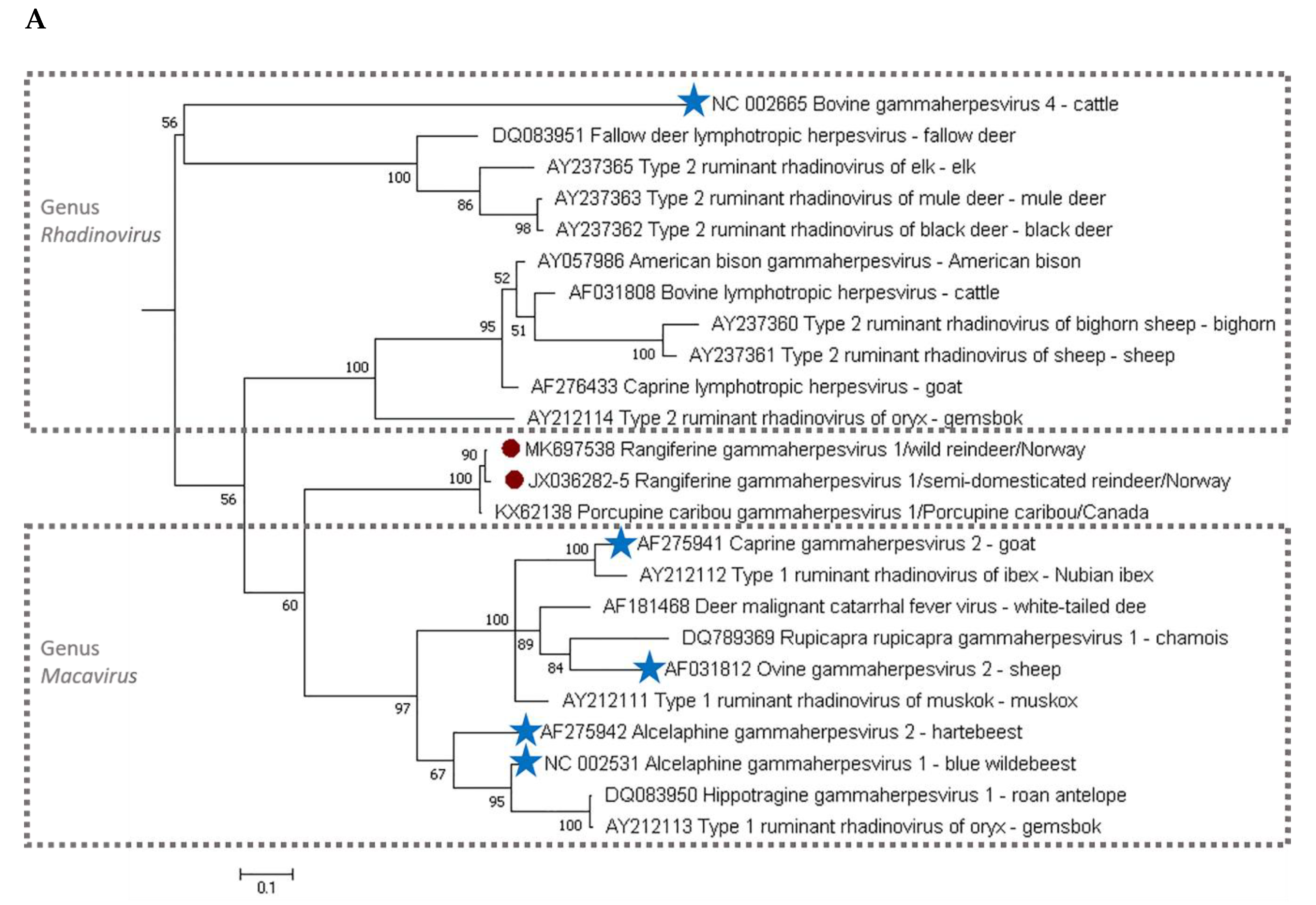 Viruses 12 00876 g003a Viruses 12 00876 g003a