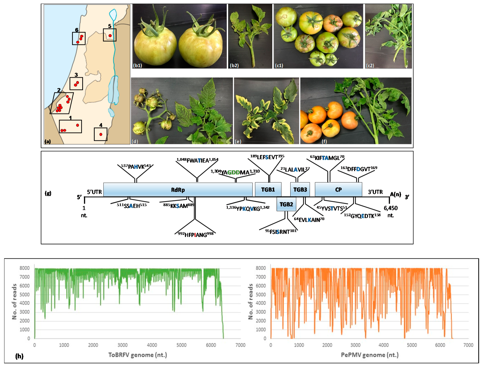 Viruses 12 00879 g001