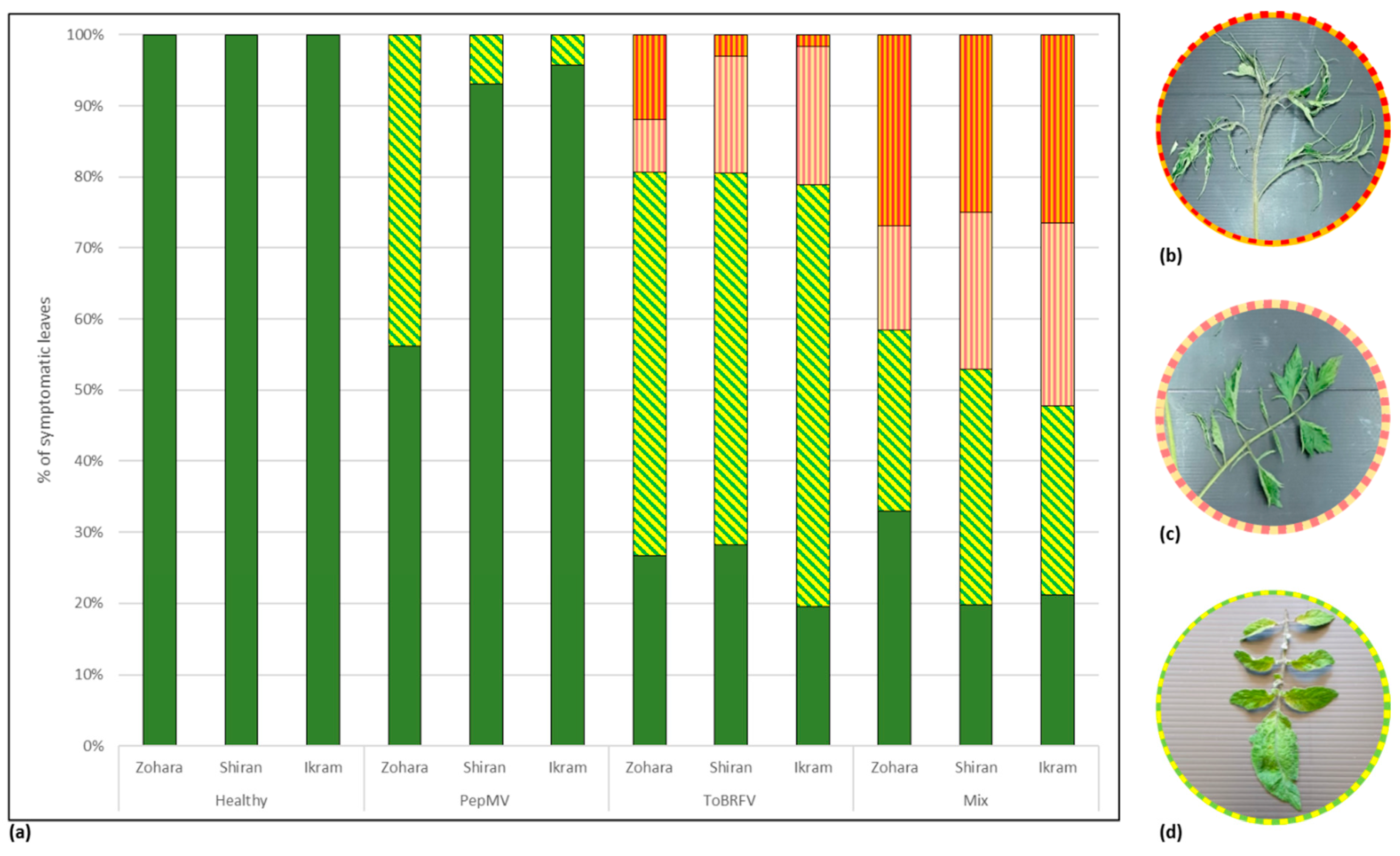 Viruses 12 00879 g002