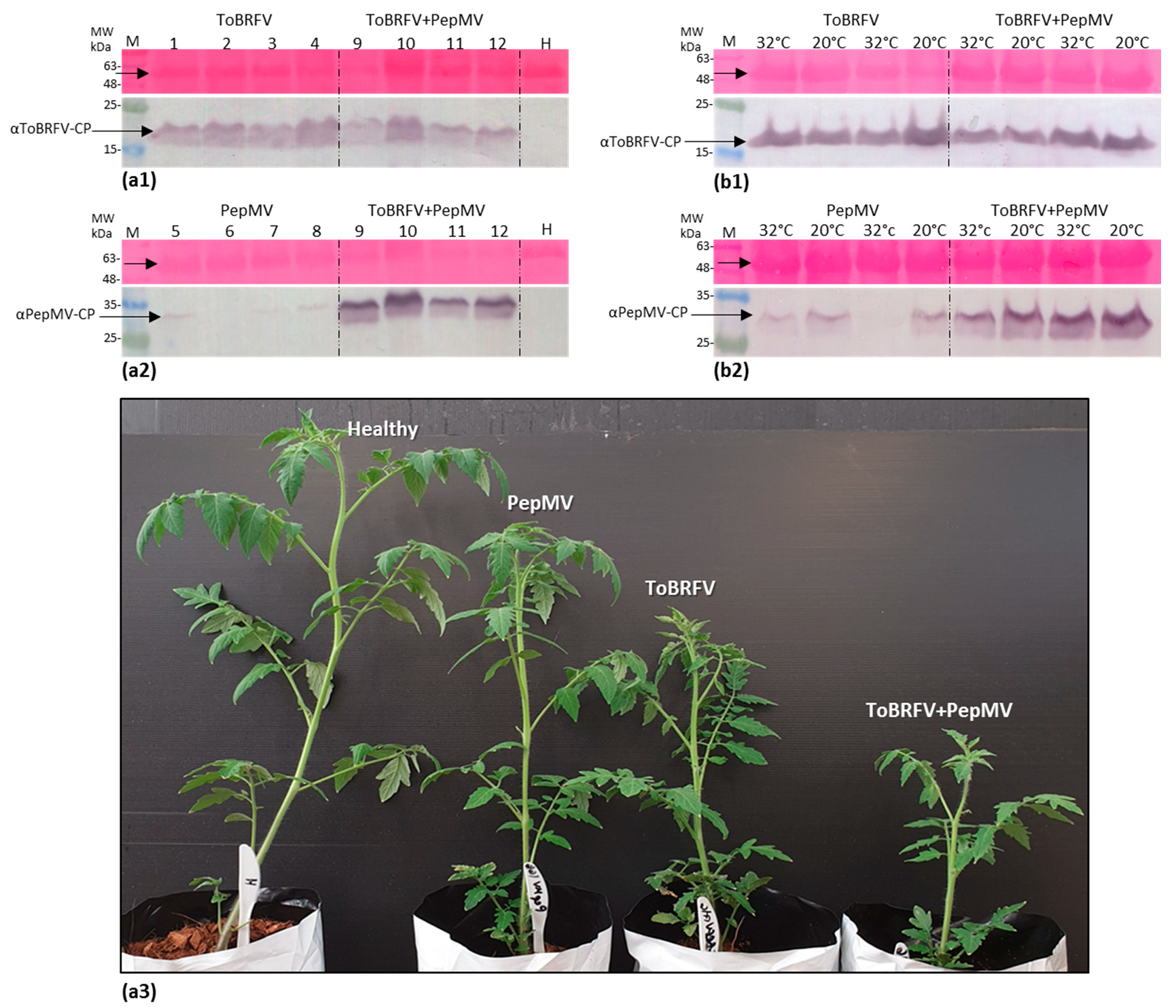 Viruses 12 00879 g004