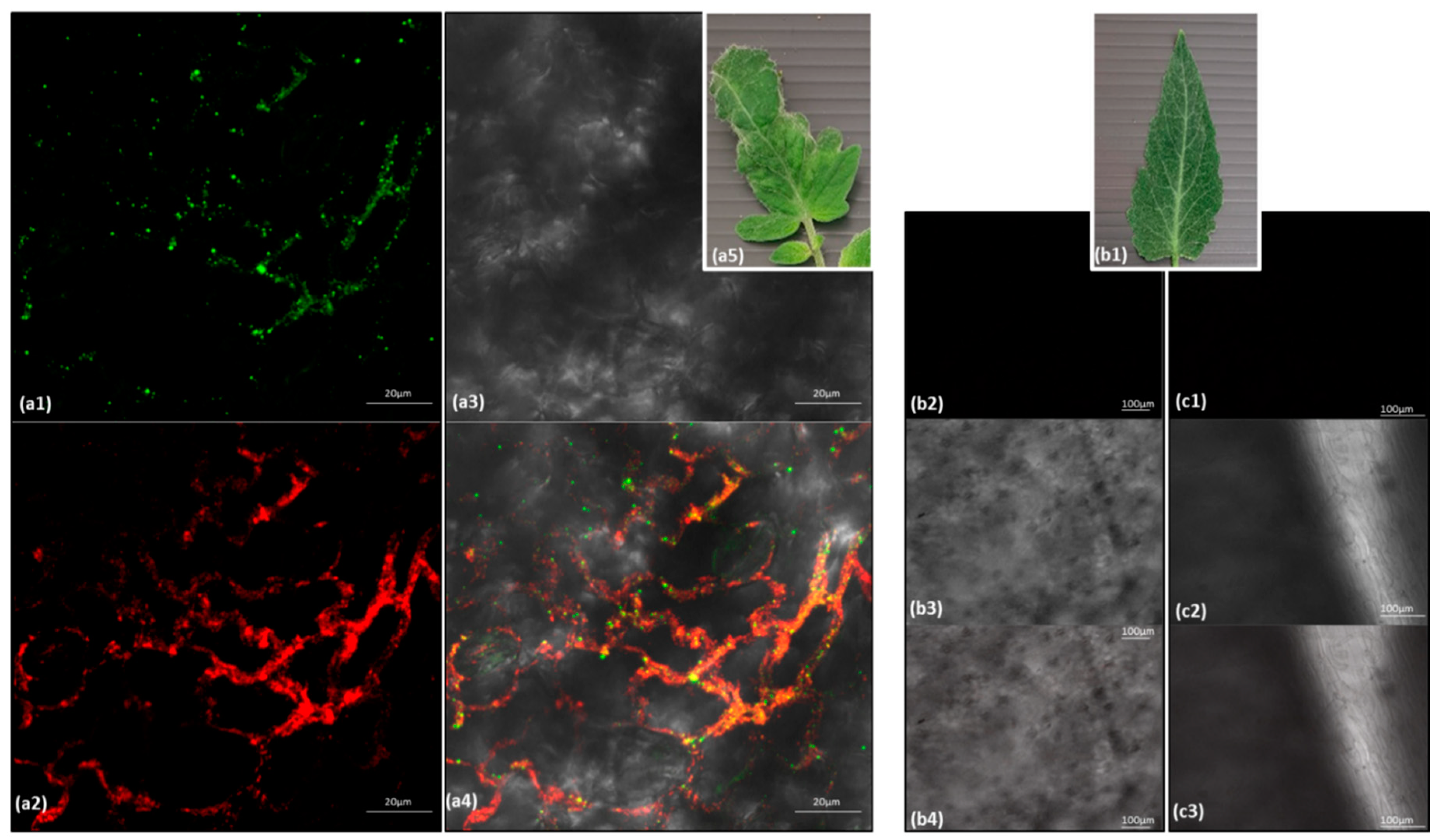 Viruses 12 00879 g005