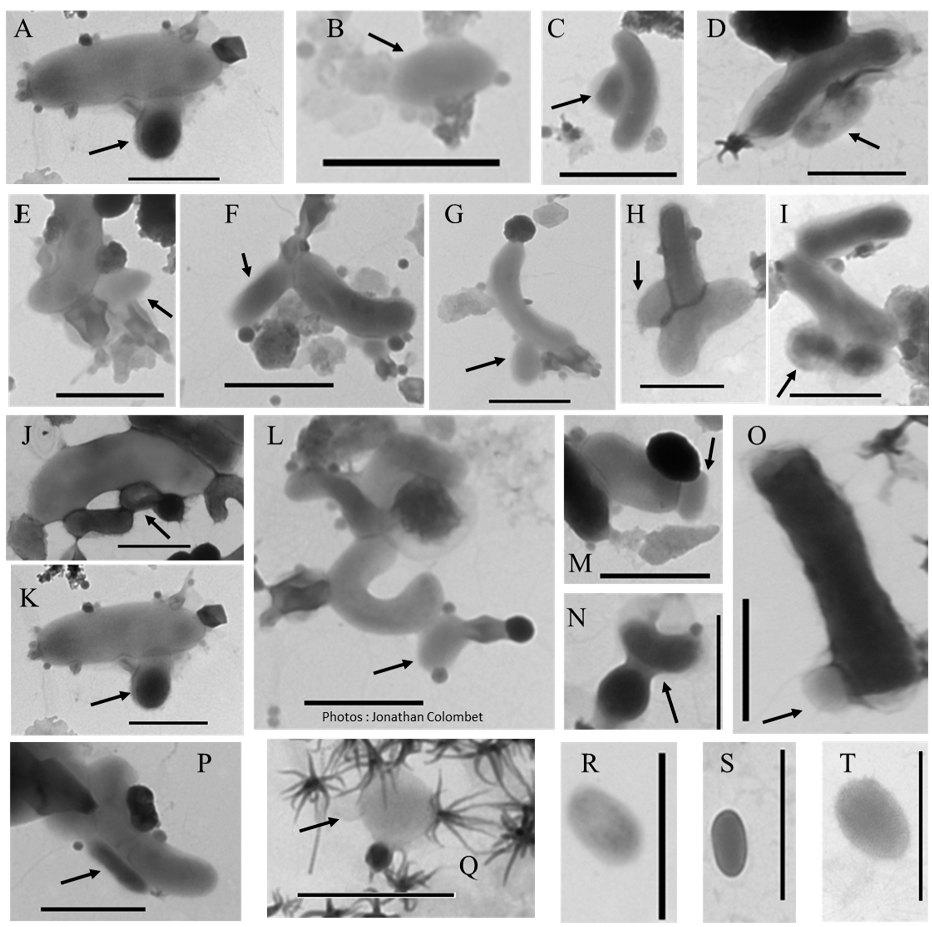 Viruses 12 00881 g004