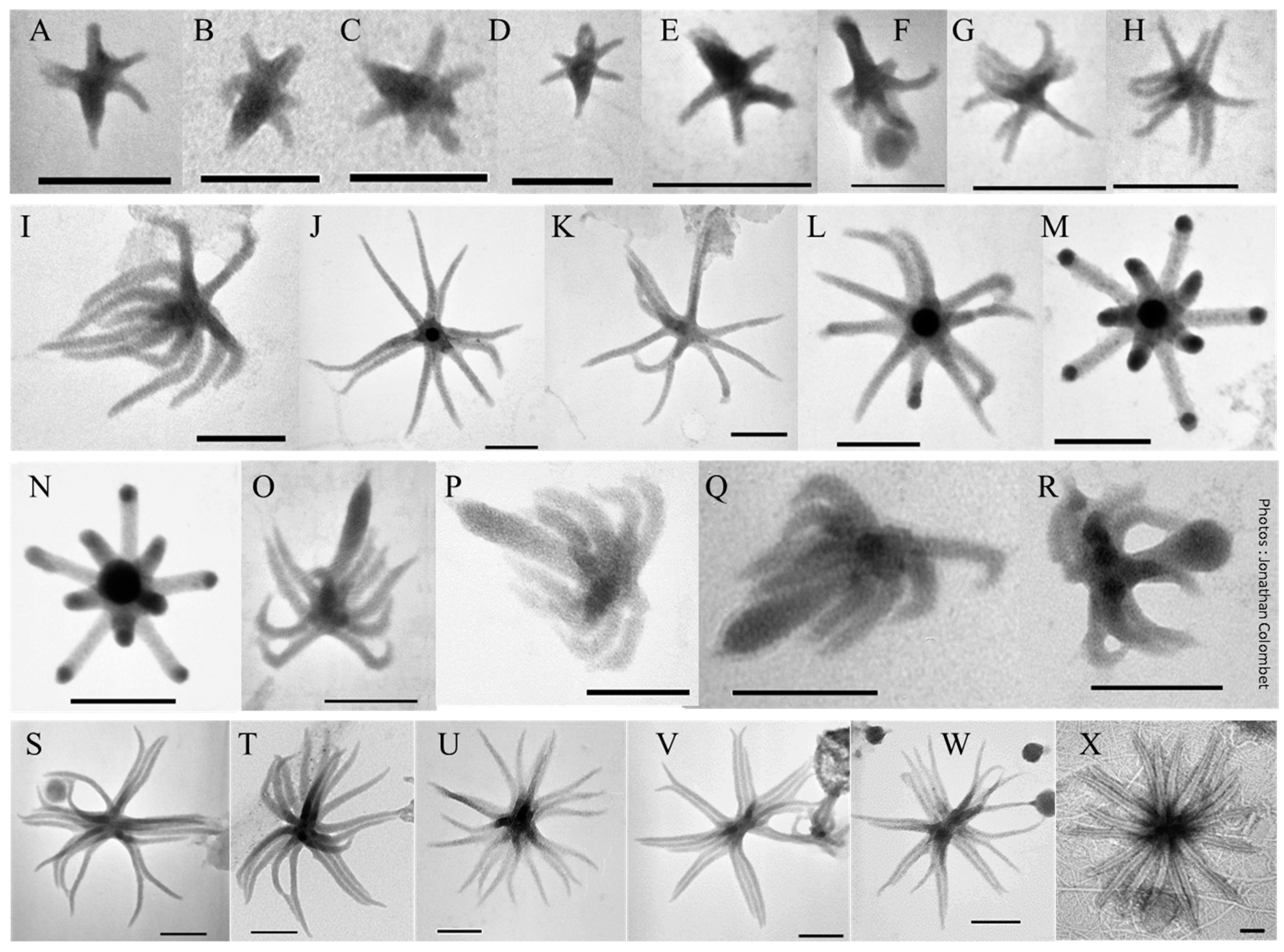 Viruses 12 00881 g005