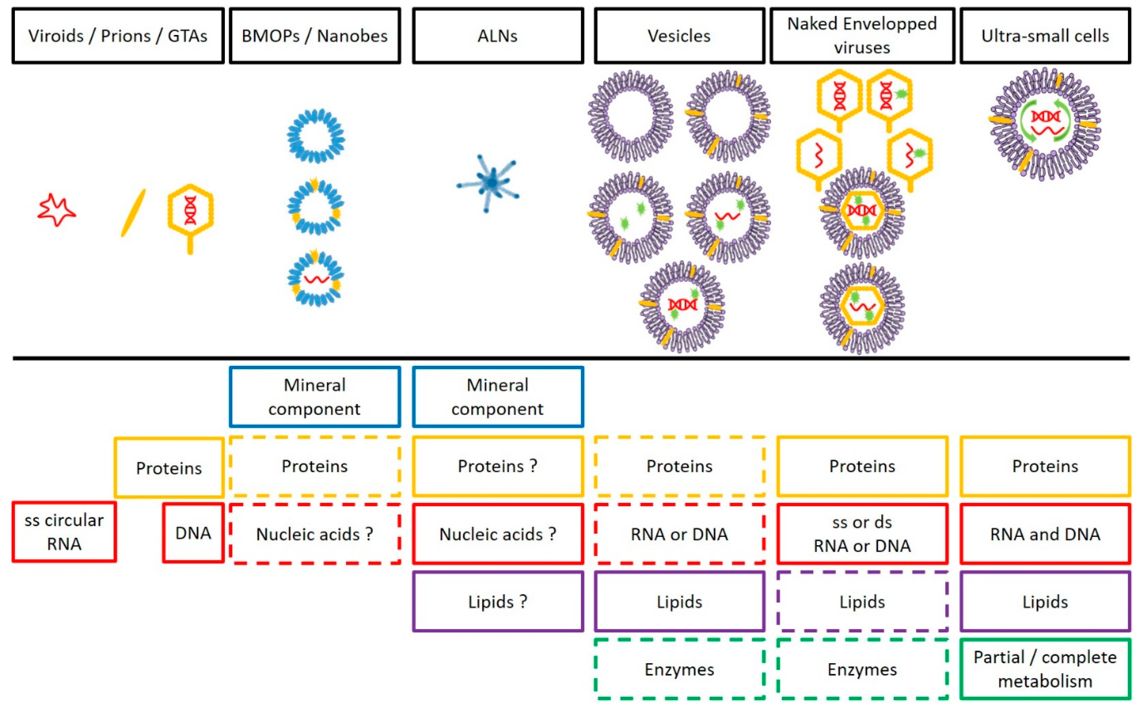 Viruses 12 00881 g006