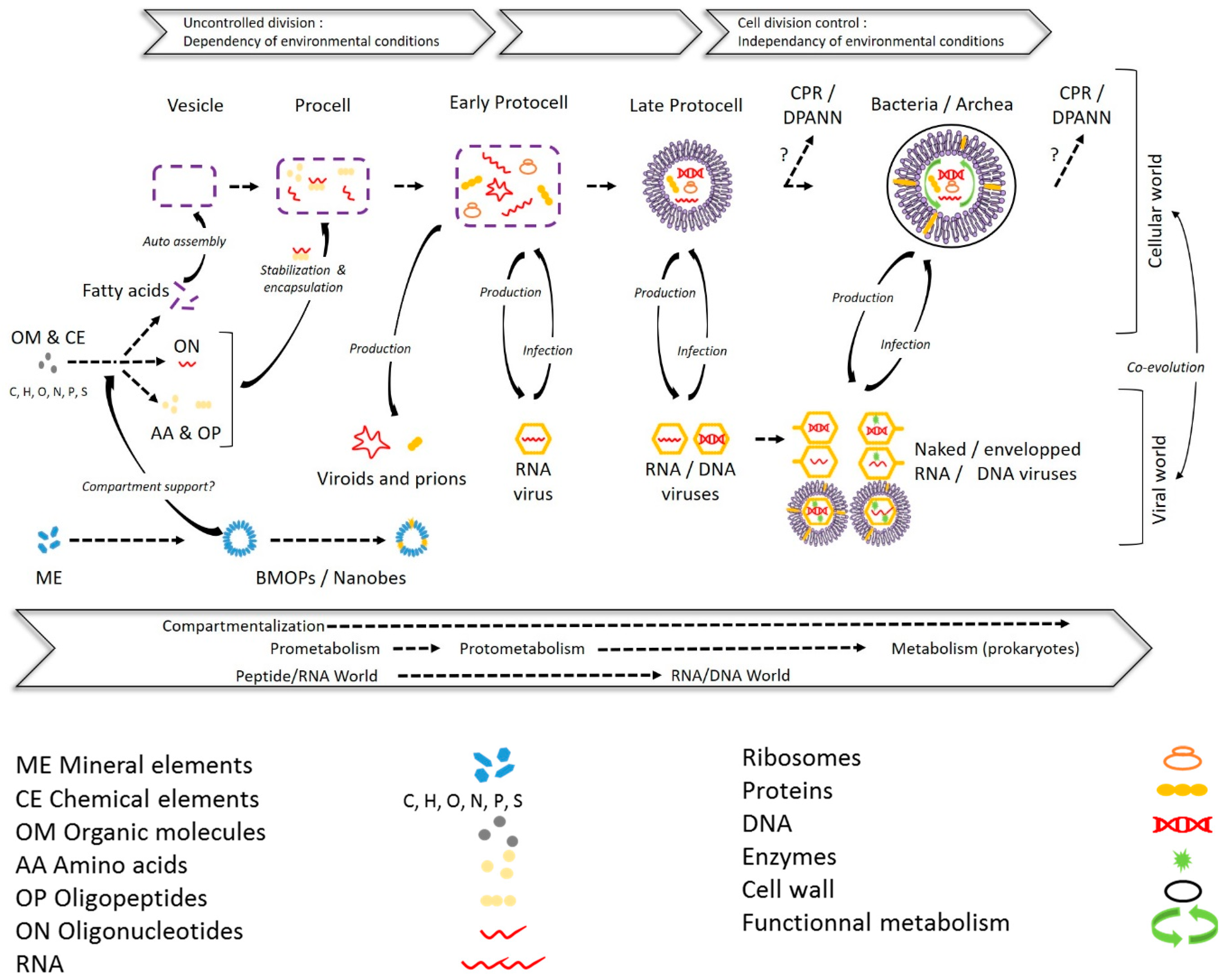 Viruses 12 00881 g007
