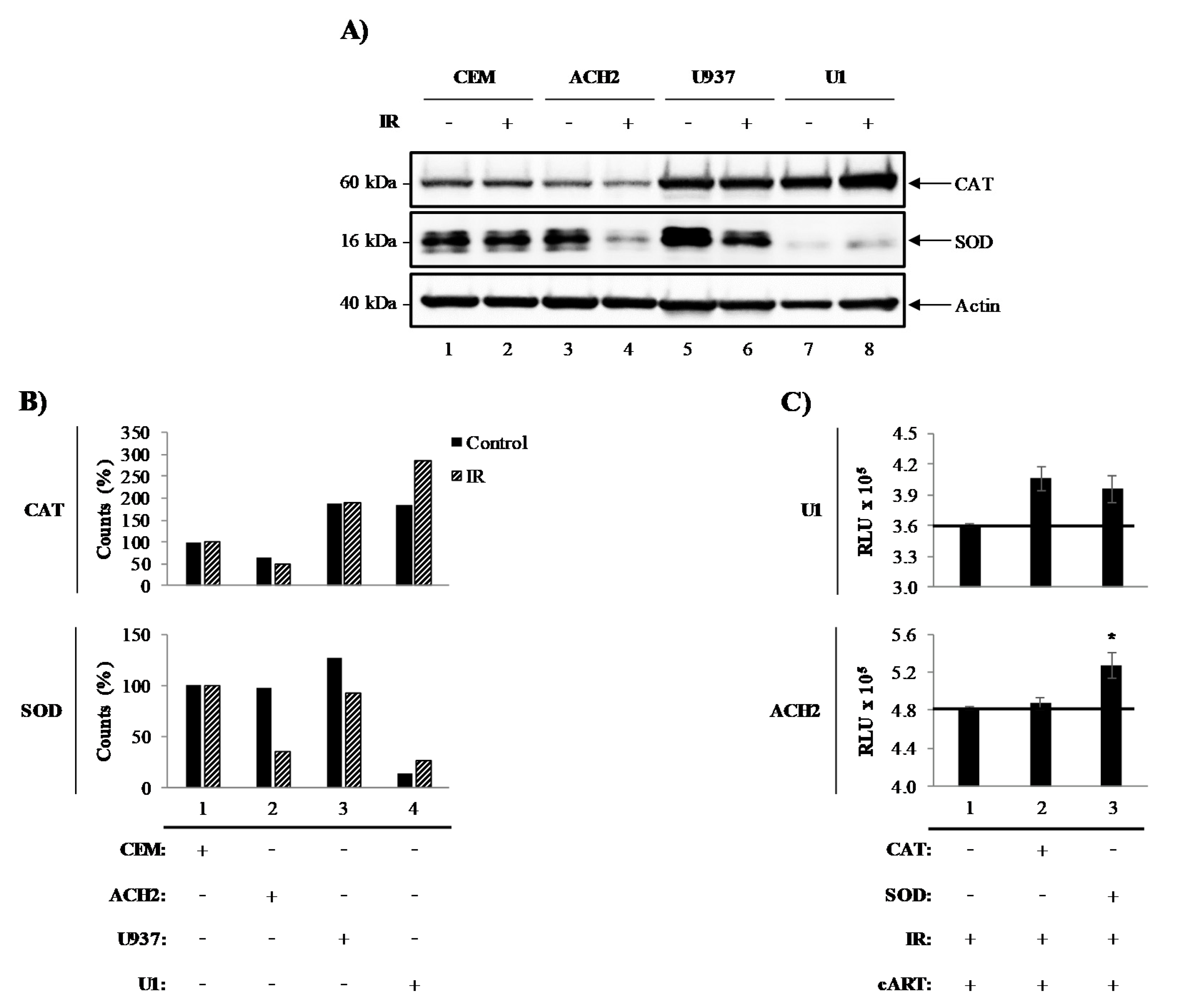Viruses 12 00885 g001