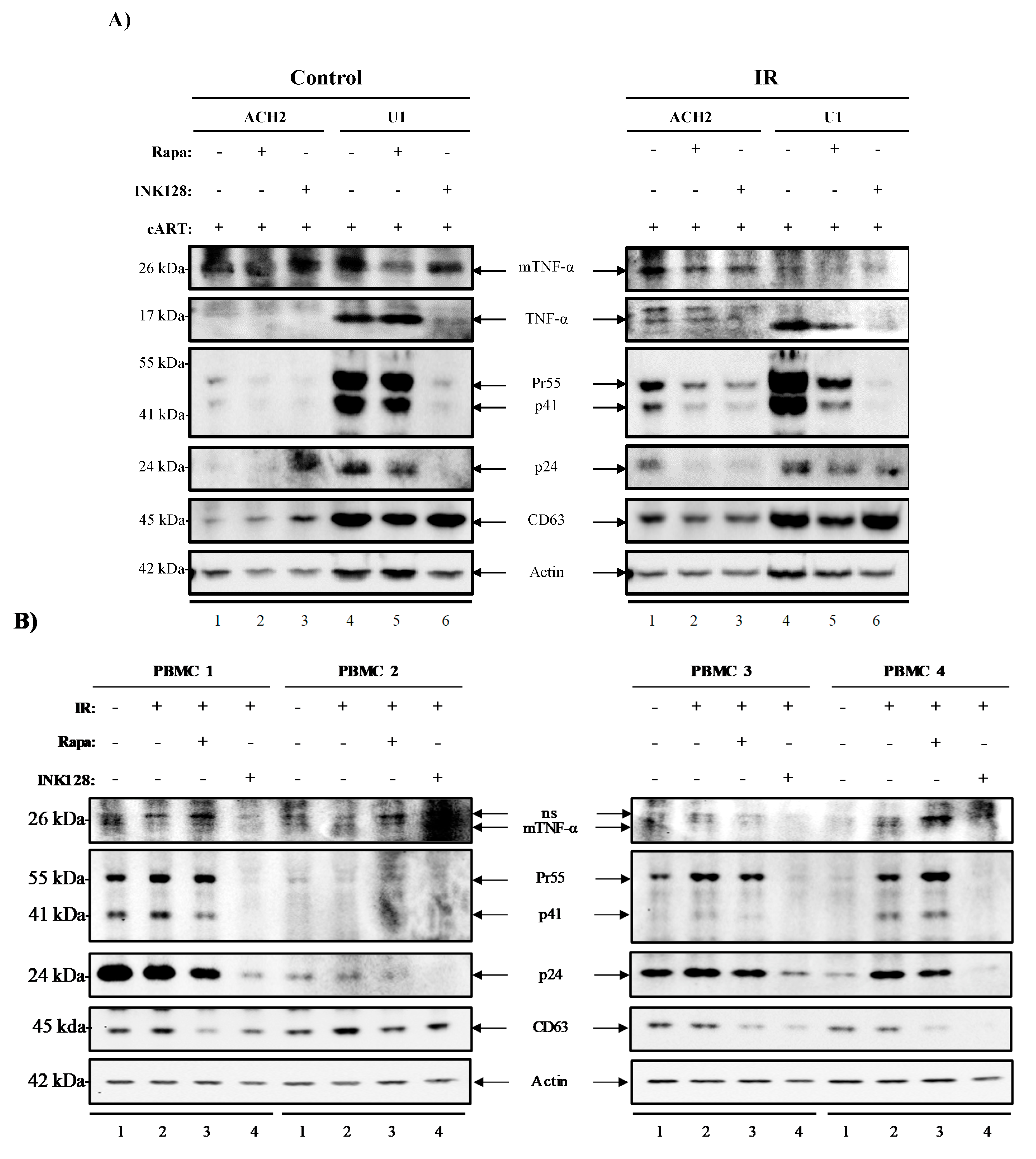 Viruses 12 00885 g005