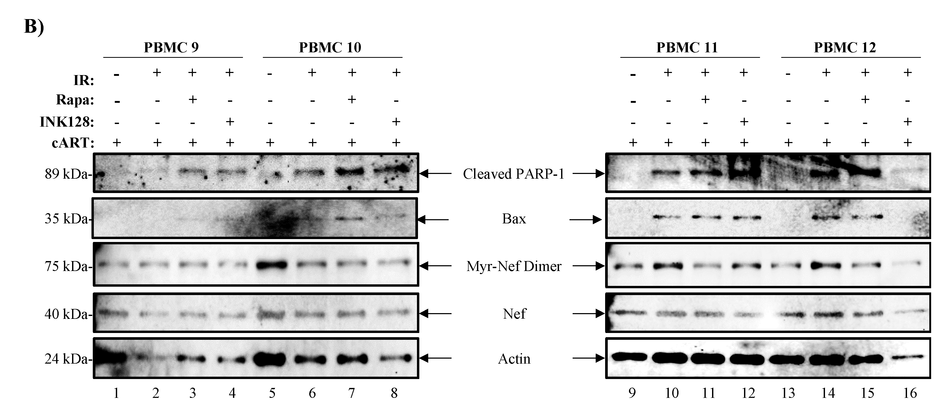 Viruses 12 00885 g006b