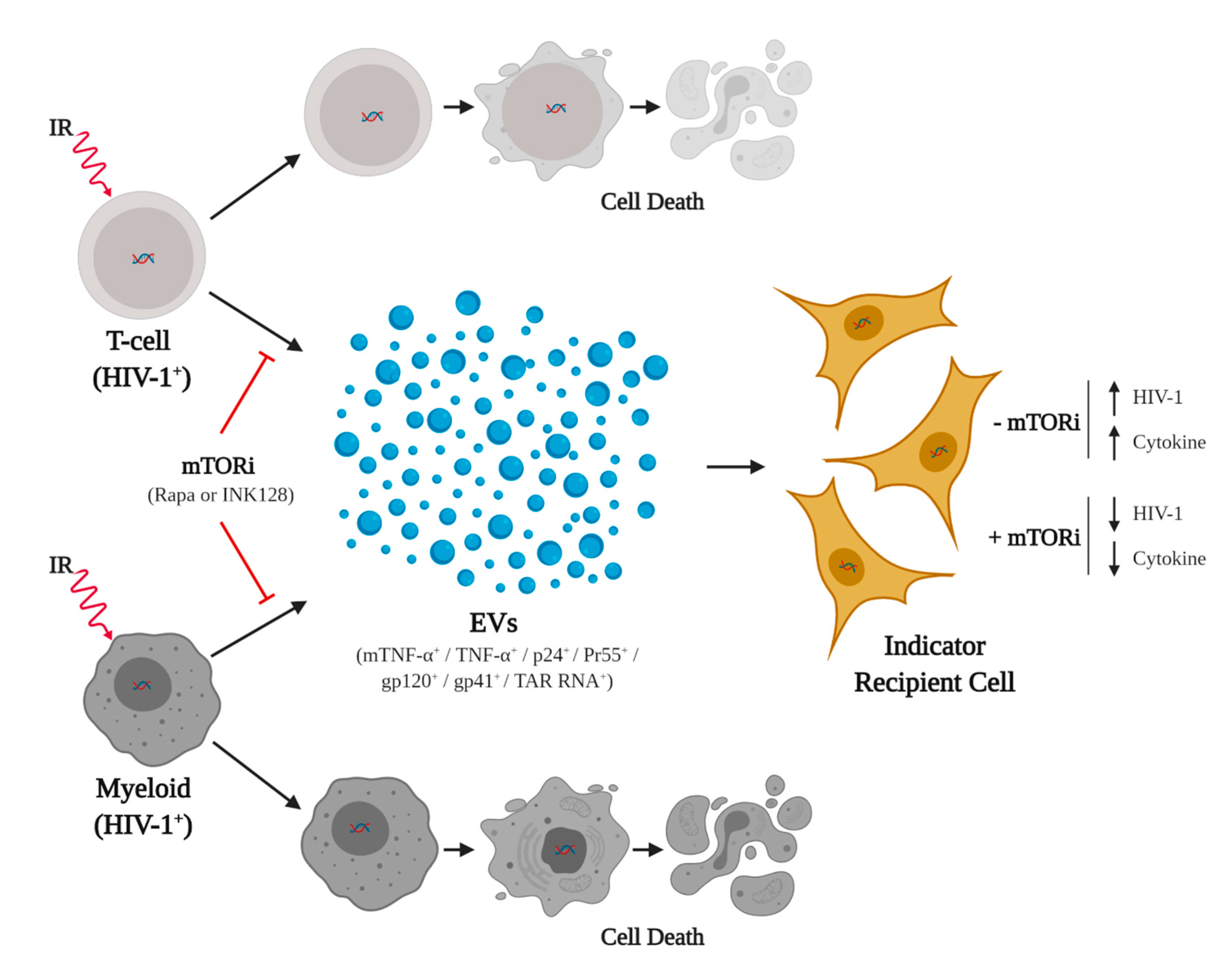 Viruses 12 00885 g007