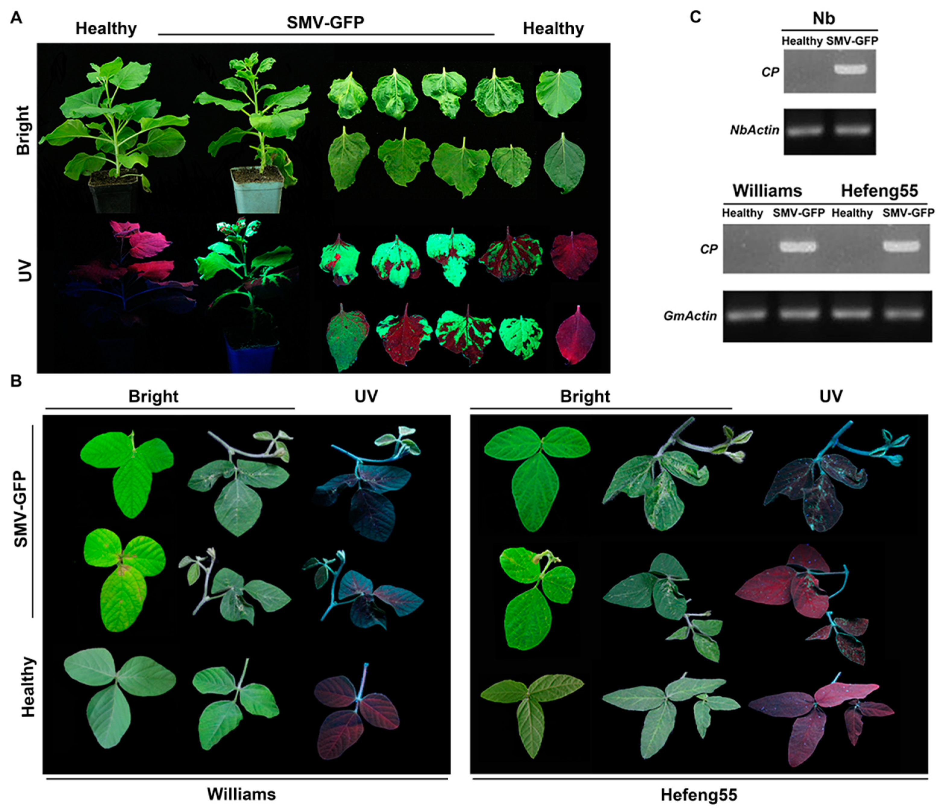 Viruses 12 00886 g002 Viruses 12 00886 g002