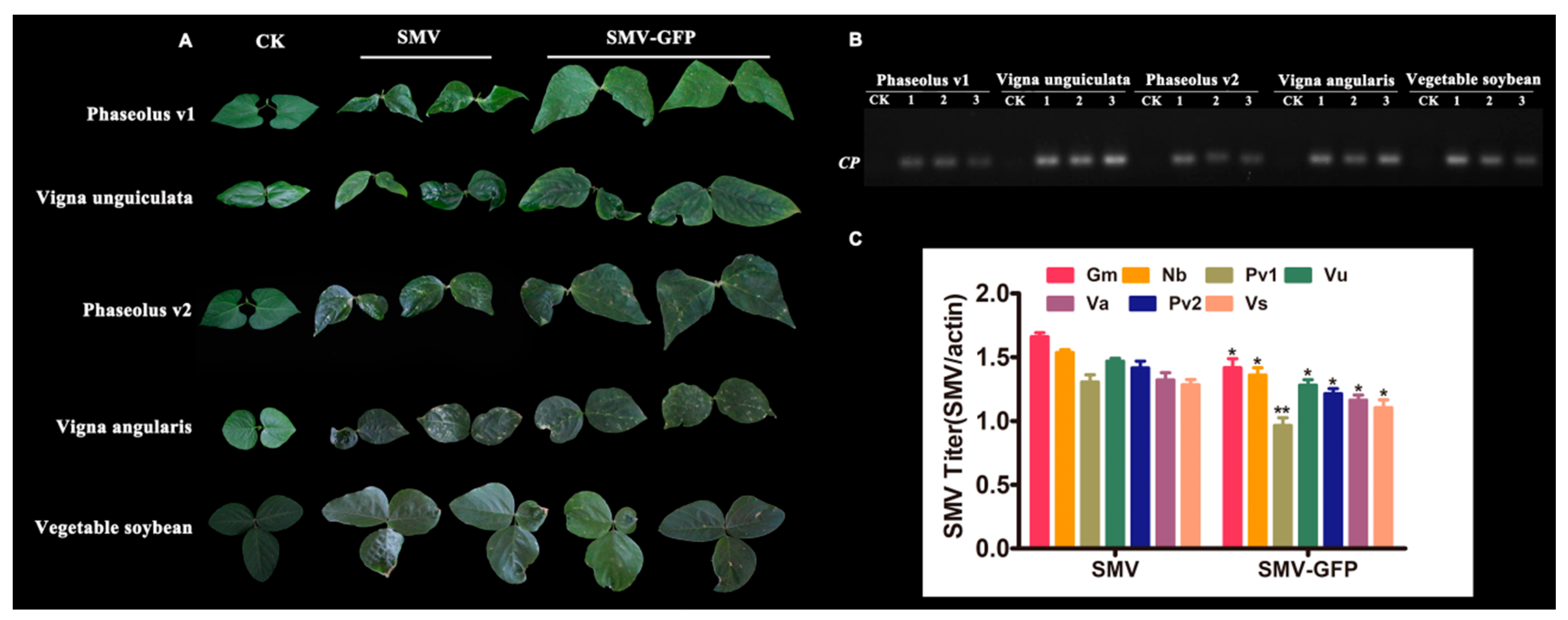 Viruses 12 00886 g005 Viruses 12 00886 g005