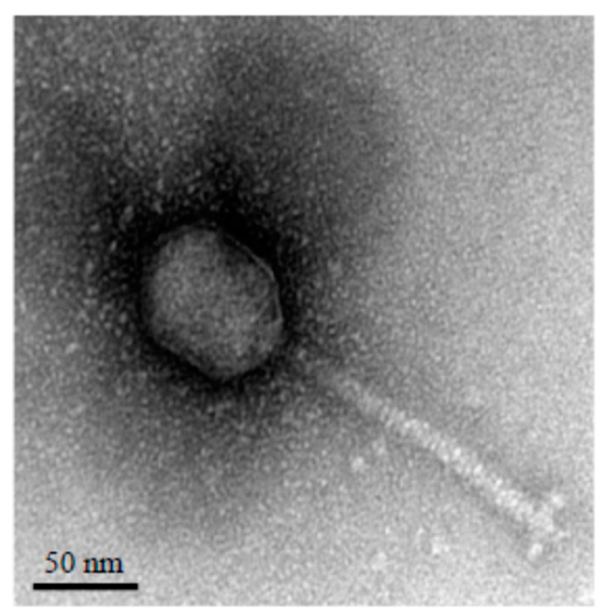 Viruses 12 00894 g001