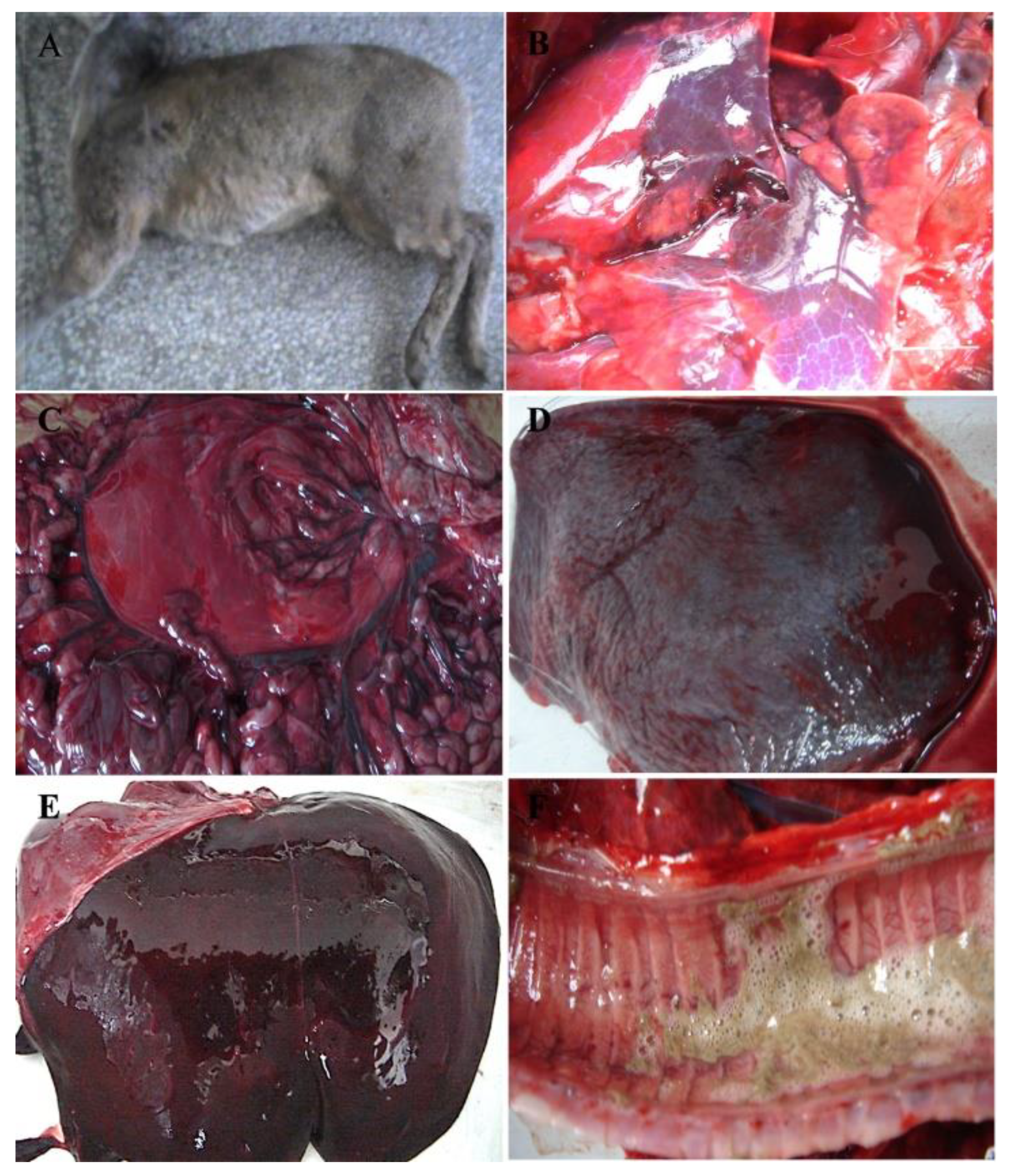 Viruses 12 00897 g001 Viruses 12 00897 g001