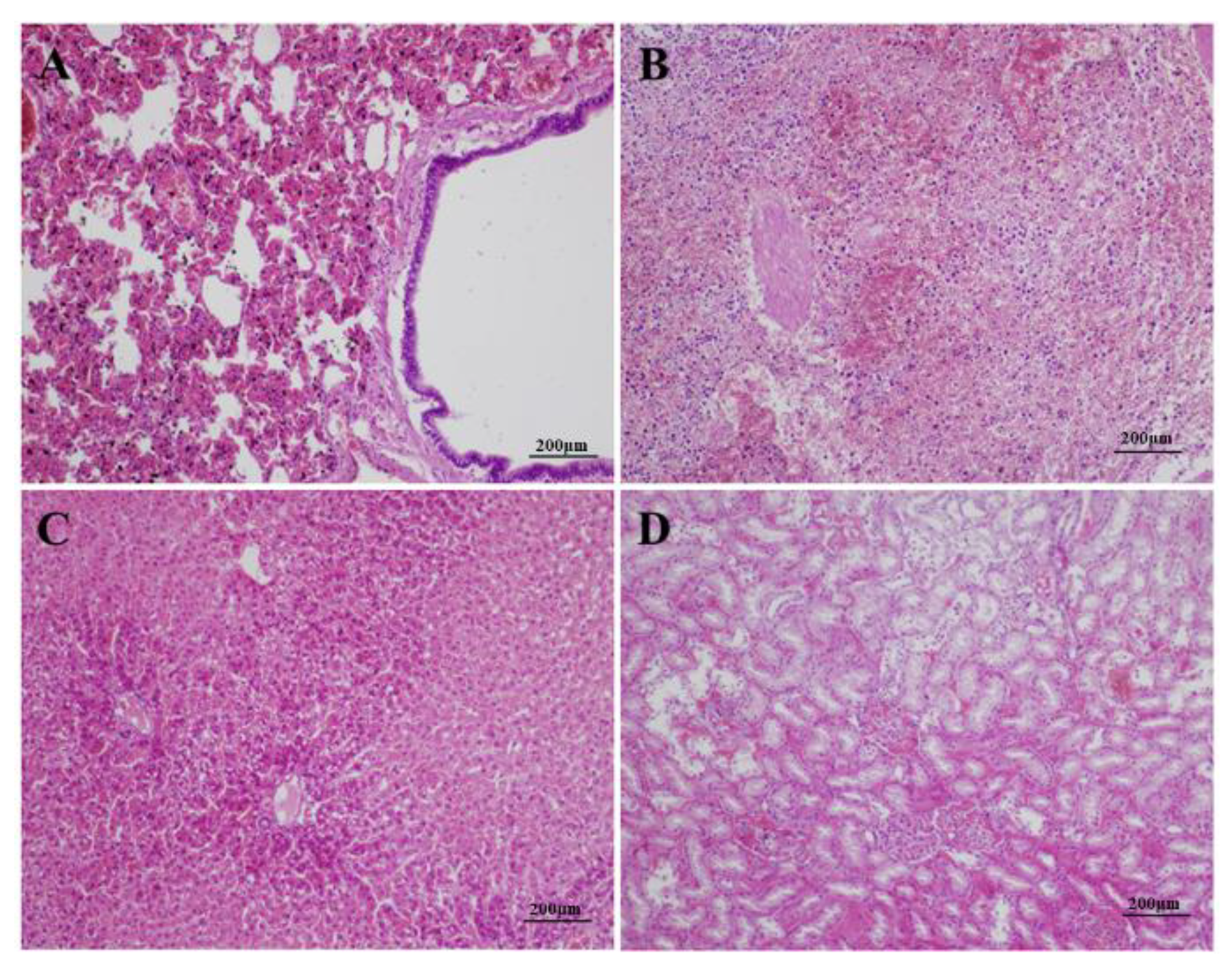 Viruses 12 00897 g002 Viruses 12 00897 g002