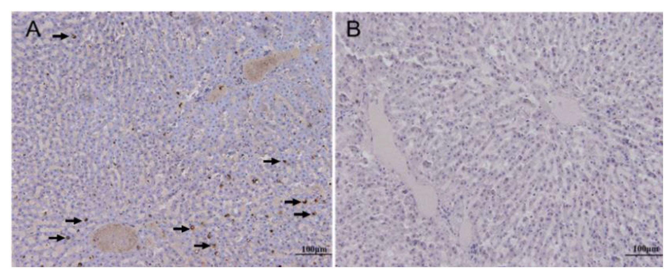 Viruses 12 00897 g003 Viruses 12 00897 g003