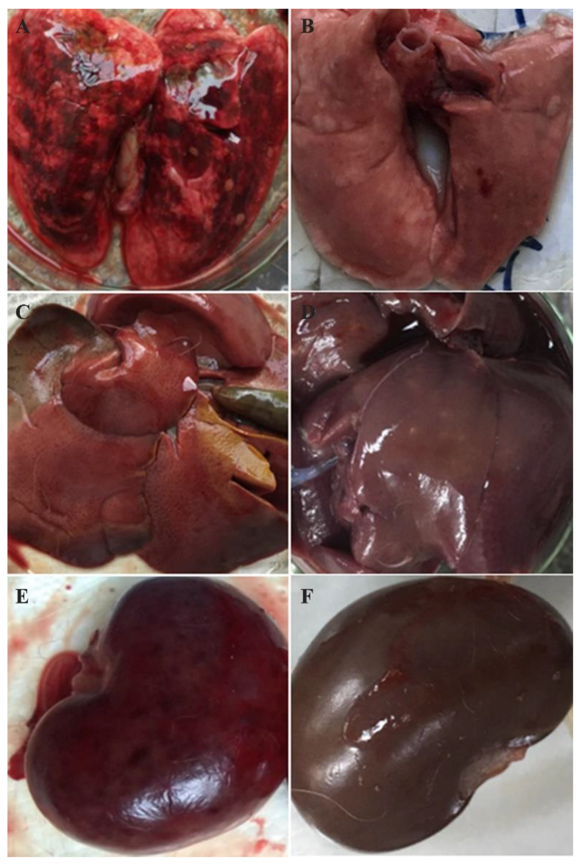 Viruses 12 00897 g006 Viruses 12 00897 g006