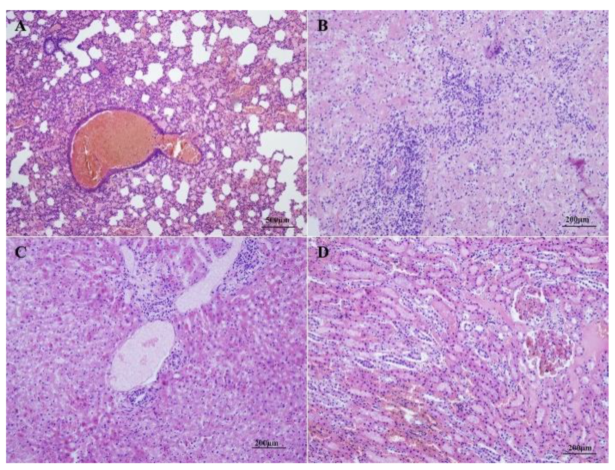 Viruses 12 00897 g007 Viruses 12 00897 g007