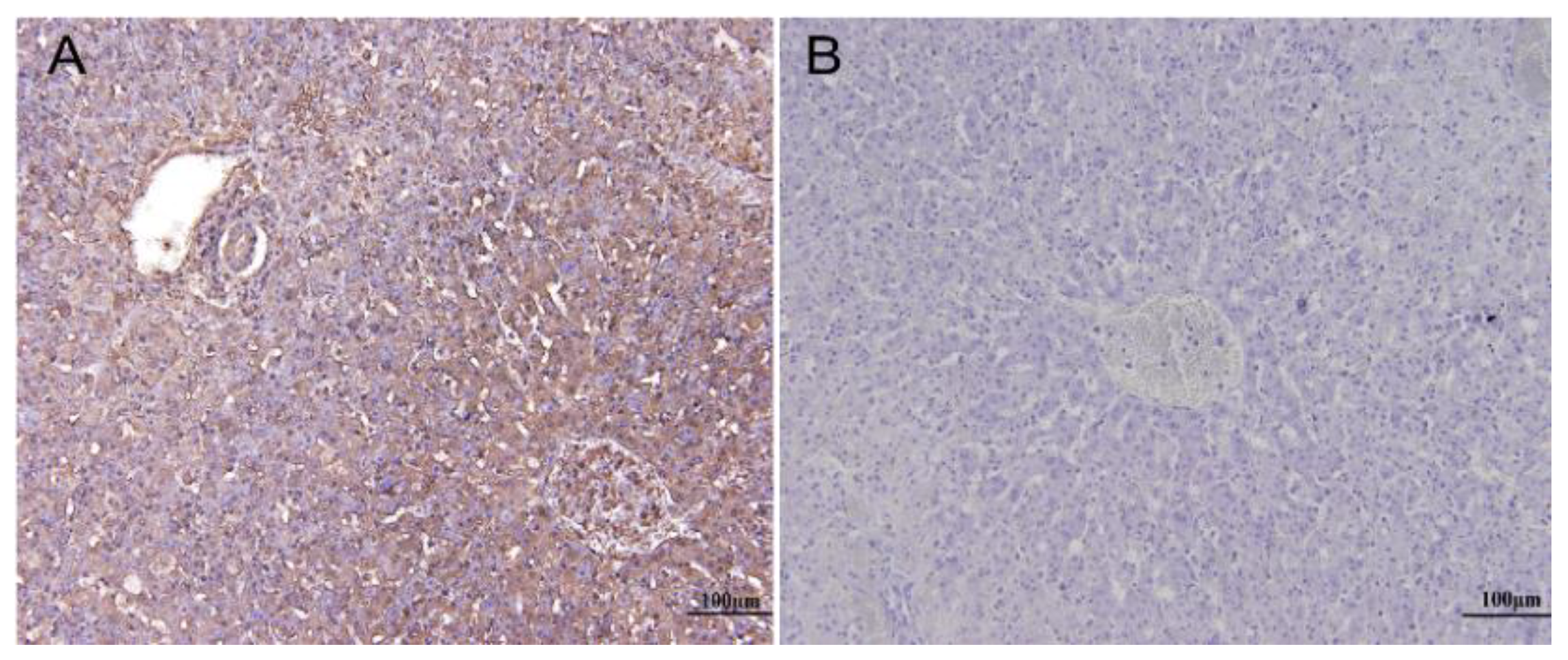 Viruses 12 00897 g008 Viruses 12 00897 g008