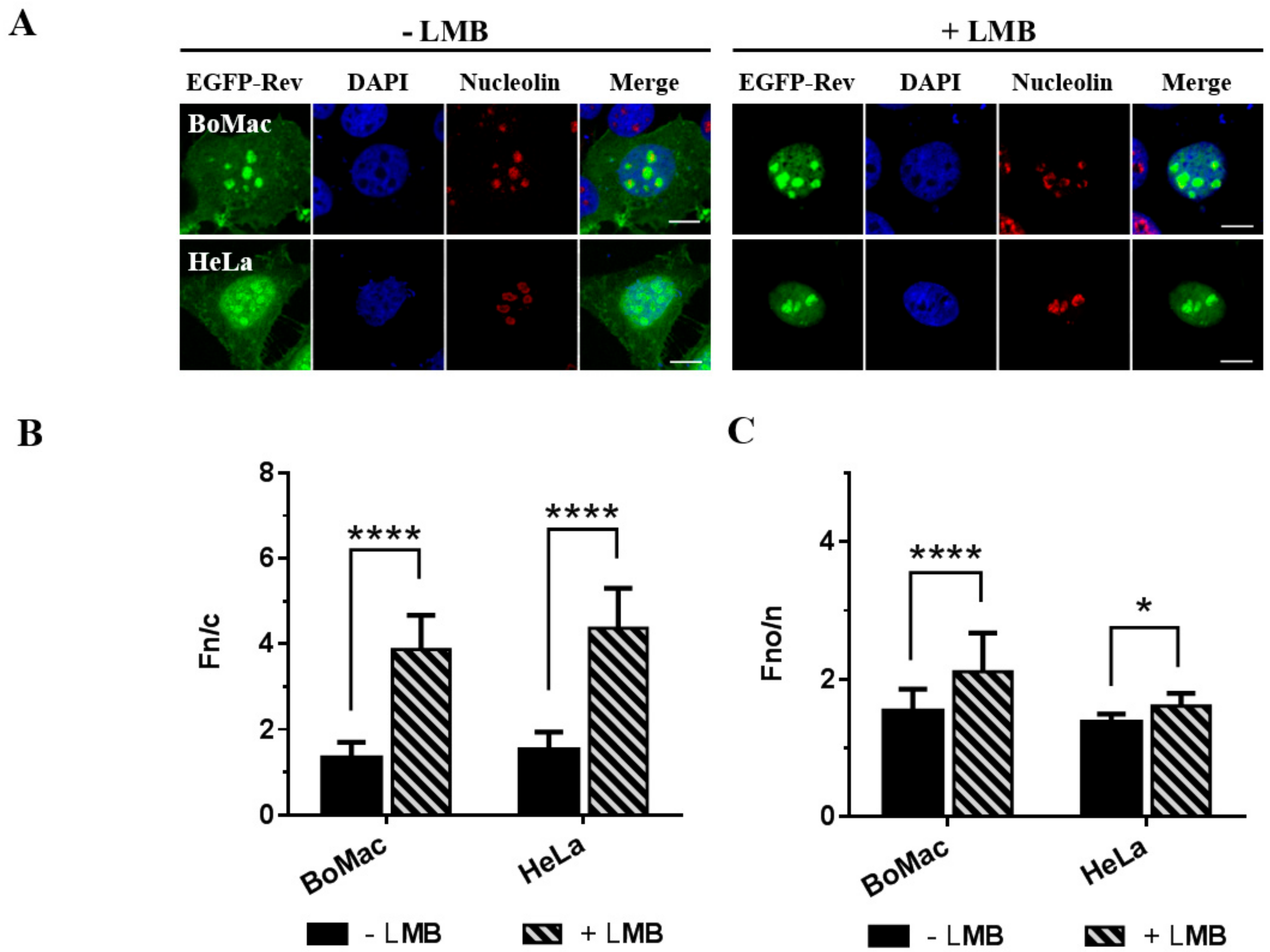 Viruses 12 00900 g001 Viruses 12 00900 g001