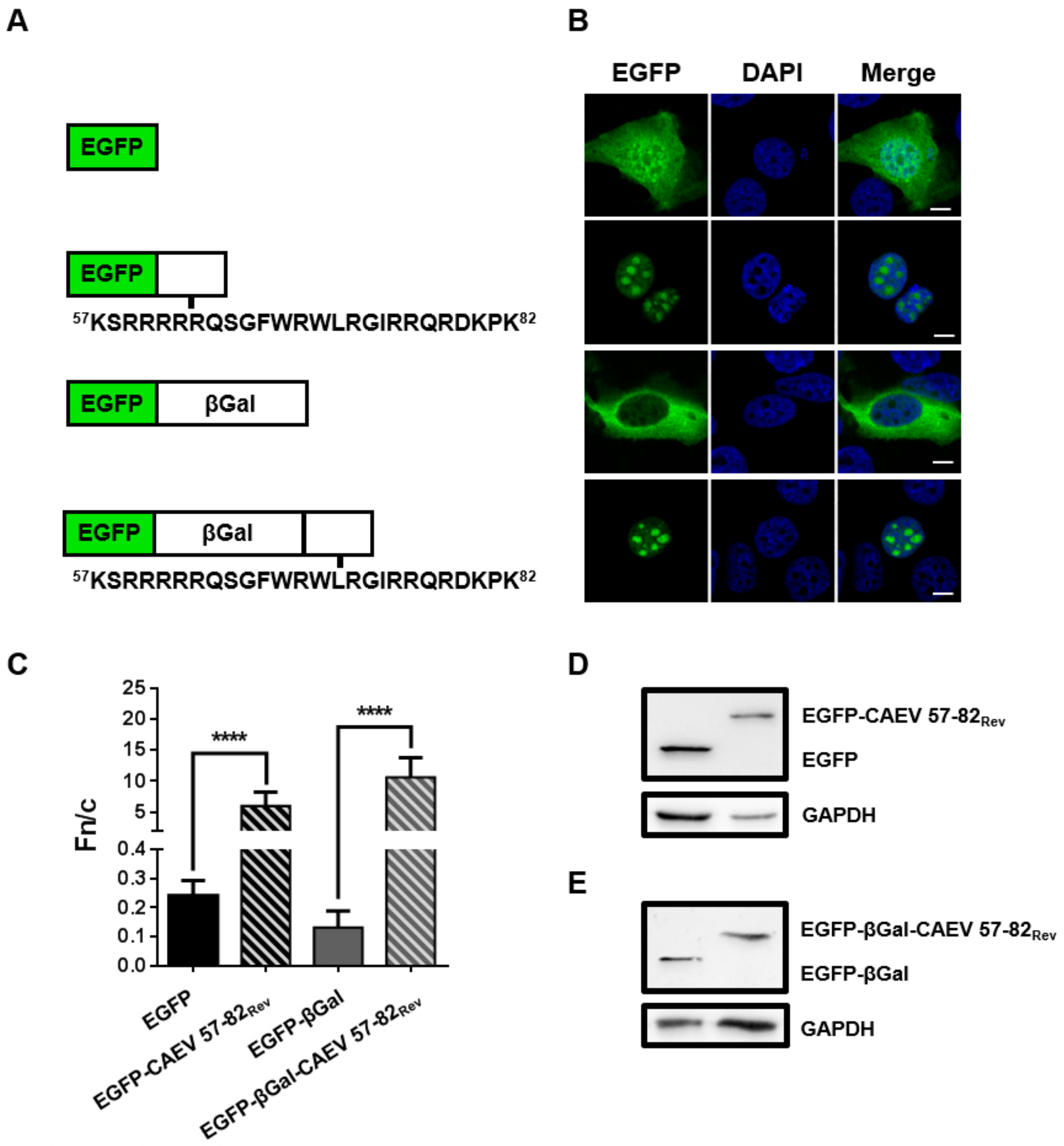 Viruses 12 00900 g003 Viruses 12 00900 g003