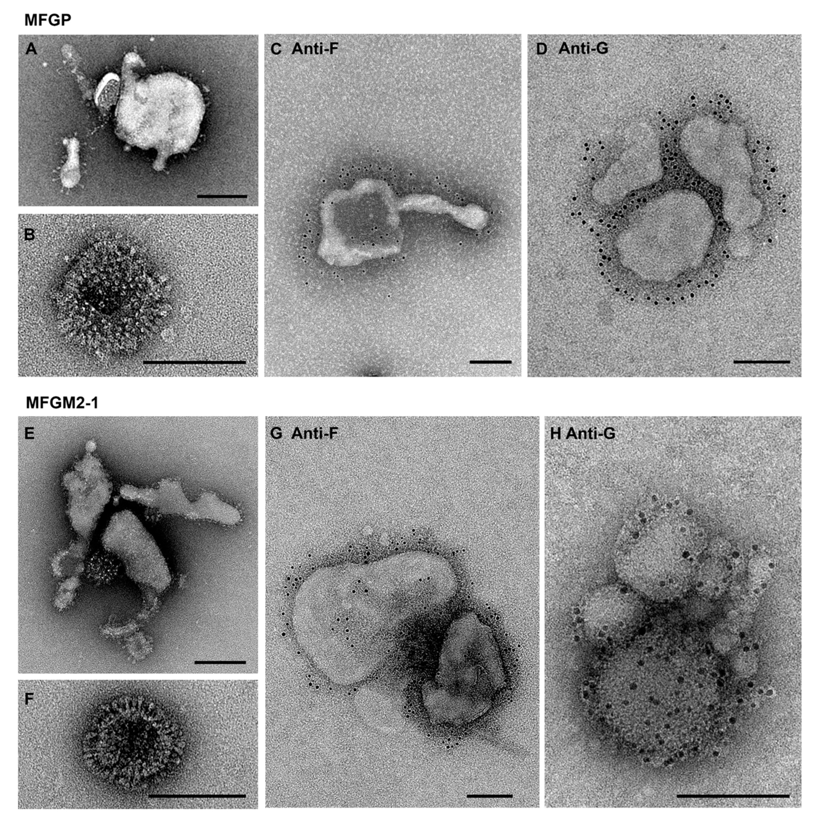 Viruses 12 00906 g002