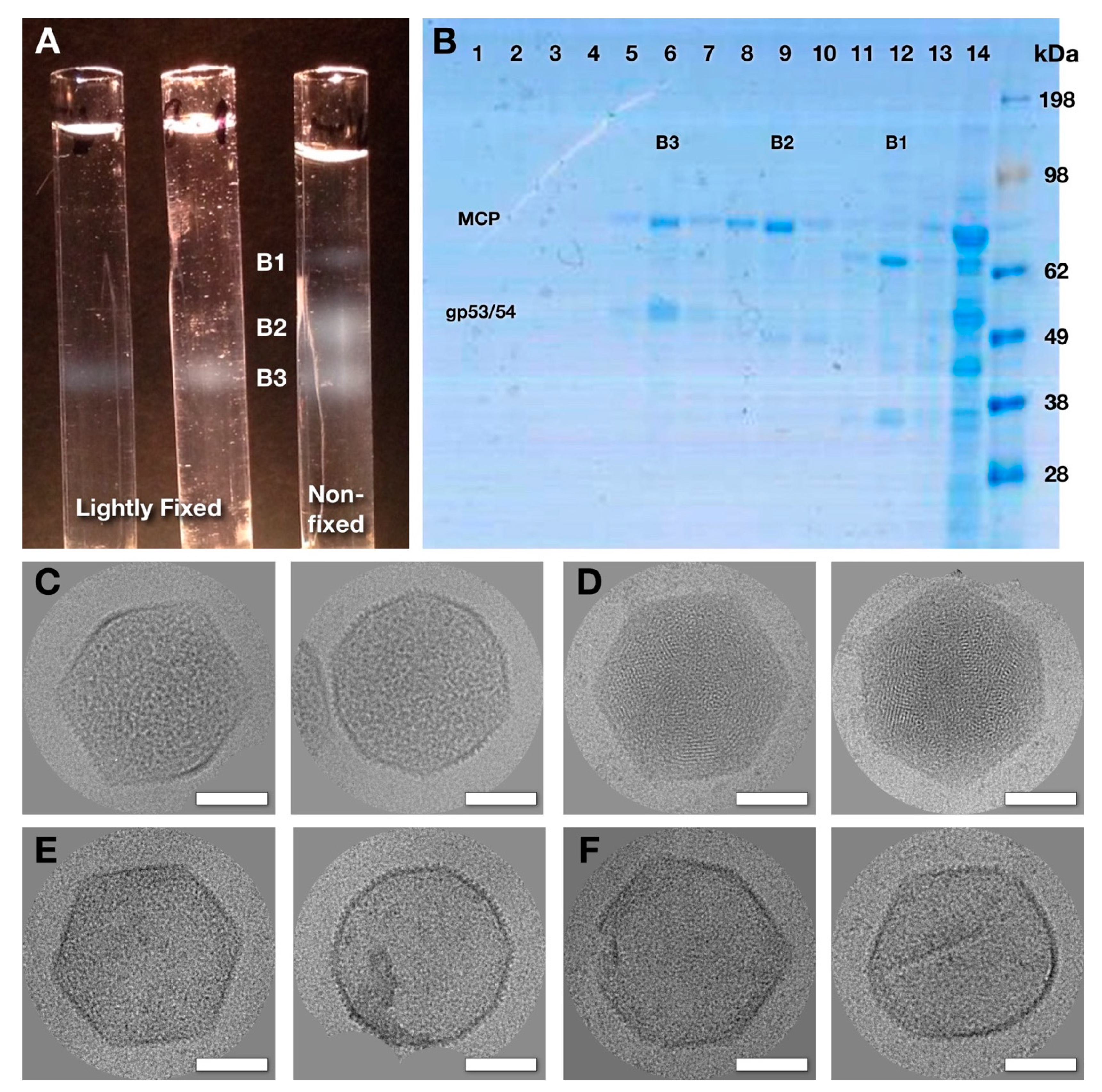 Viruses 12 00910 g004 Viruses 12 00910 g004