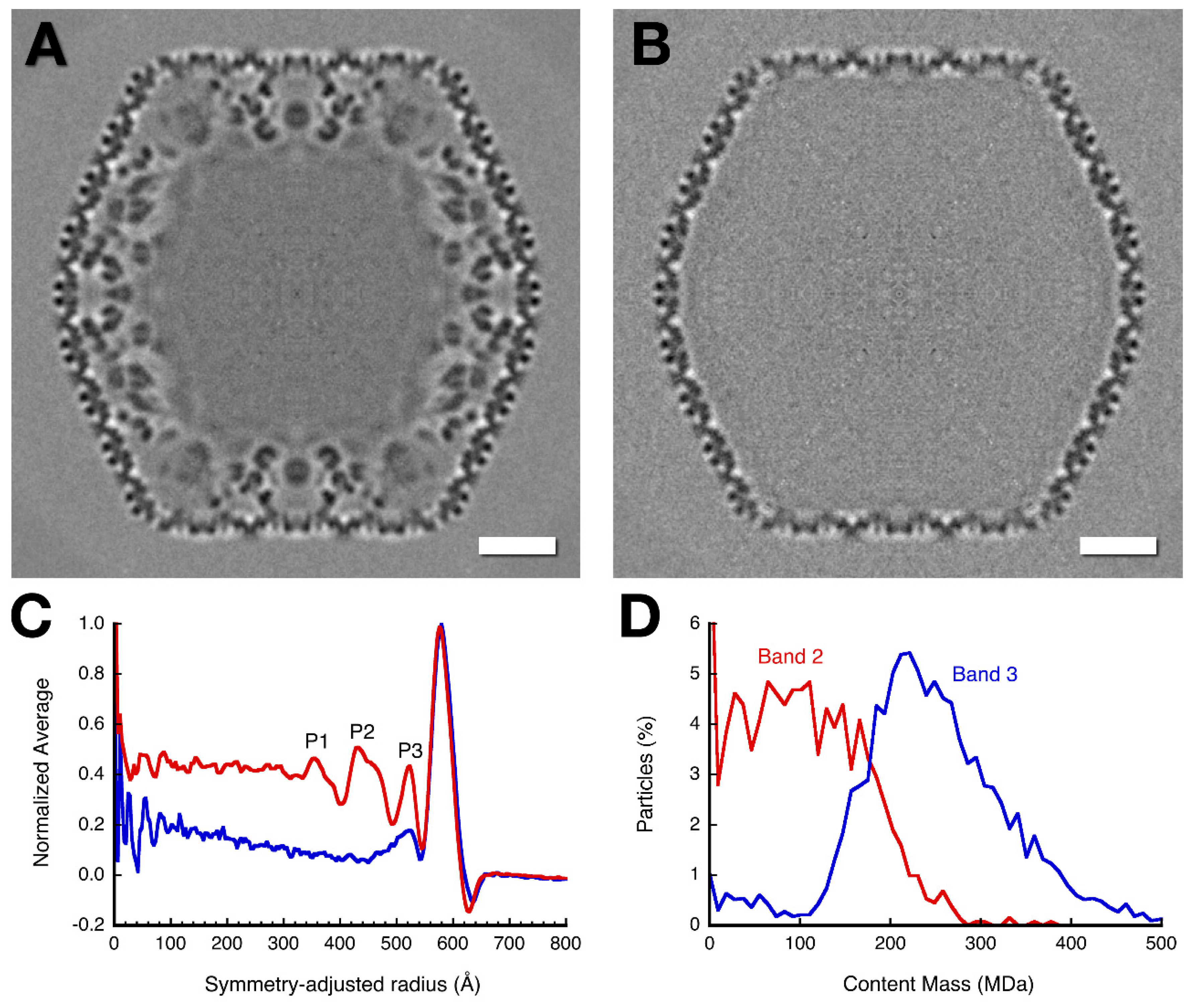 Viruses 12 00910 g005 Viruses 12 00910 g005