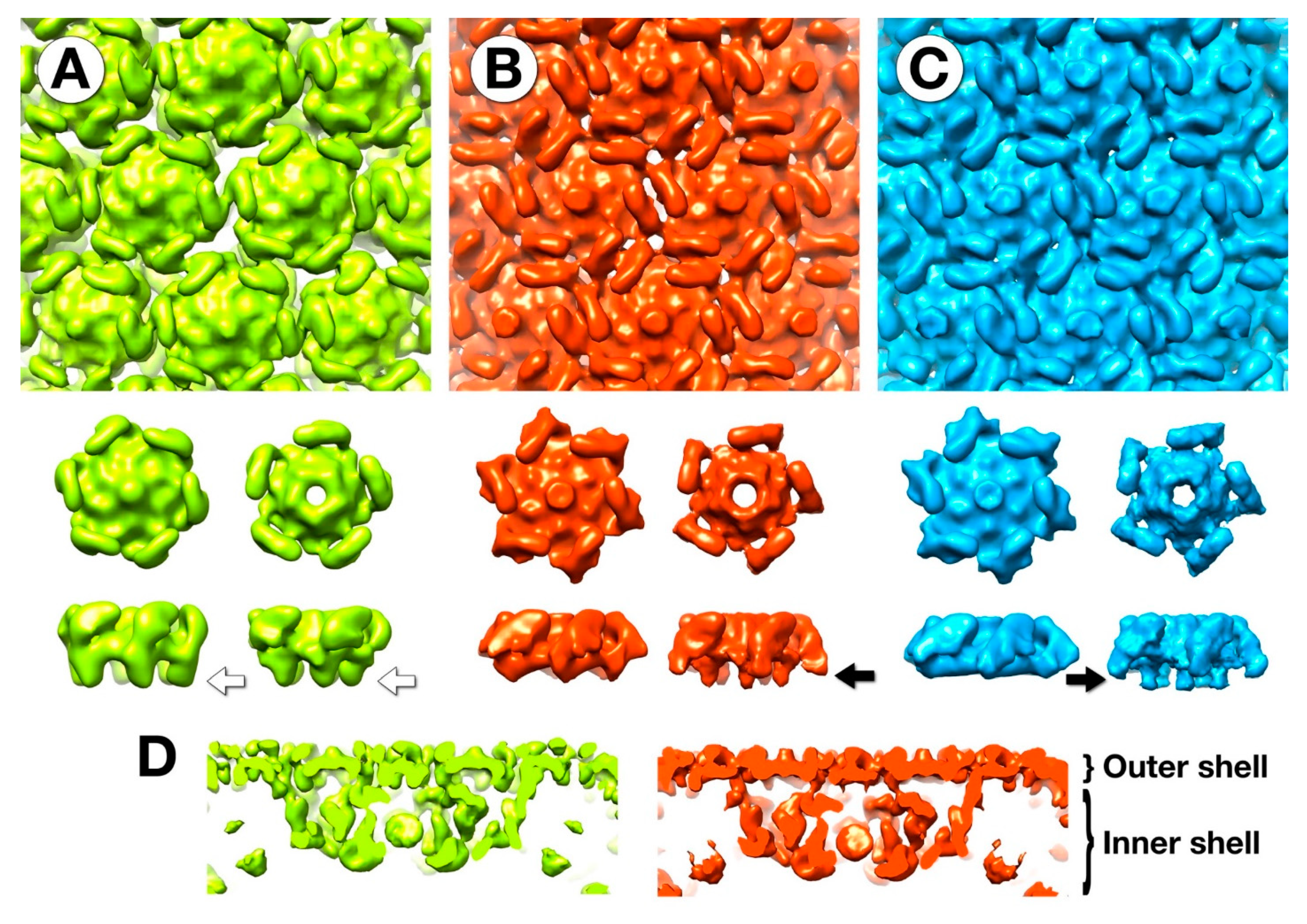 Viruses 12 00910 g006 Viruses 12 00910 g006