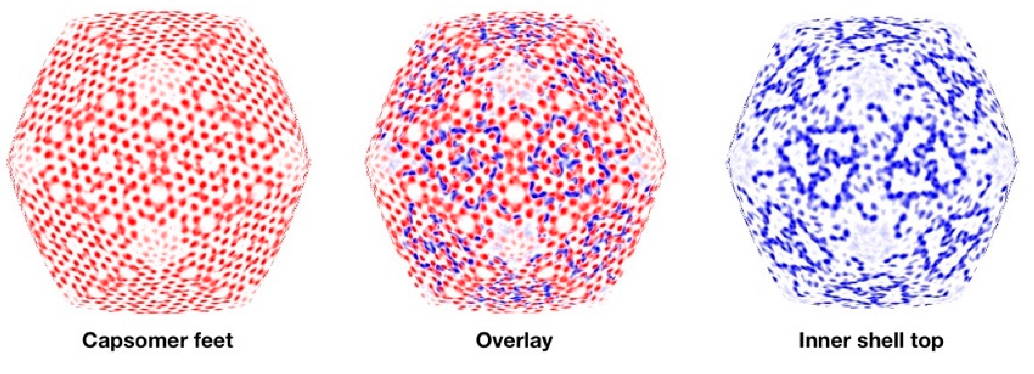 Viruses 12 00910 g007 Viruses 12 00910 g007