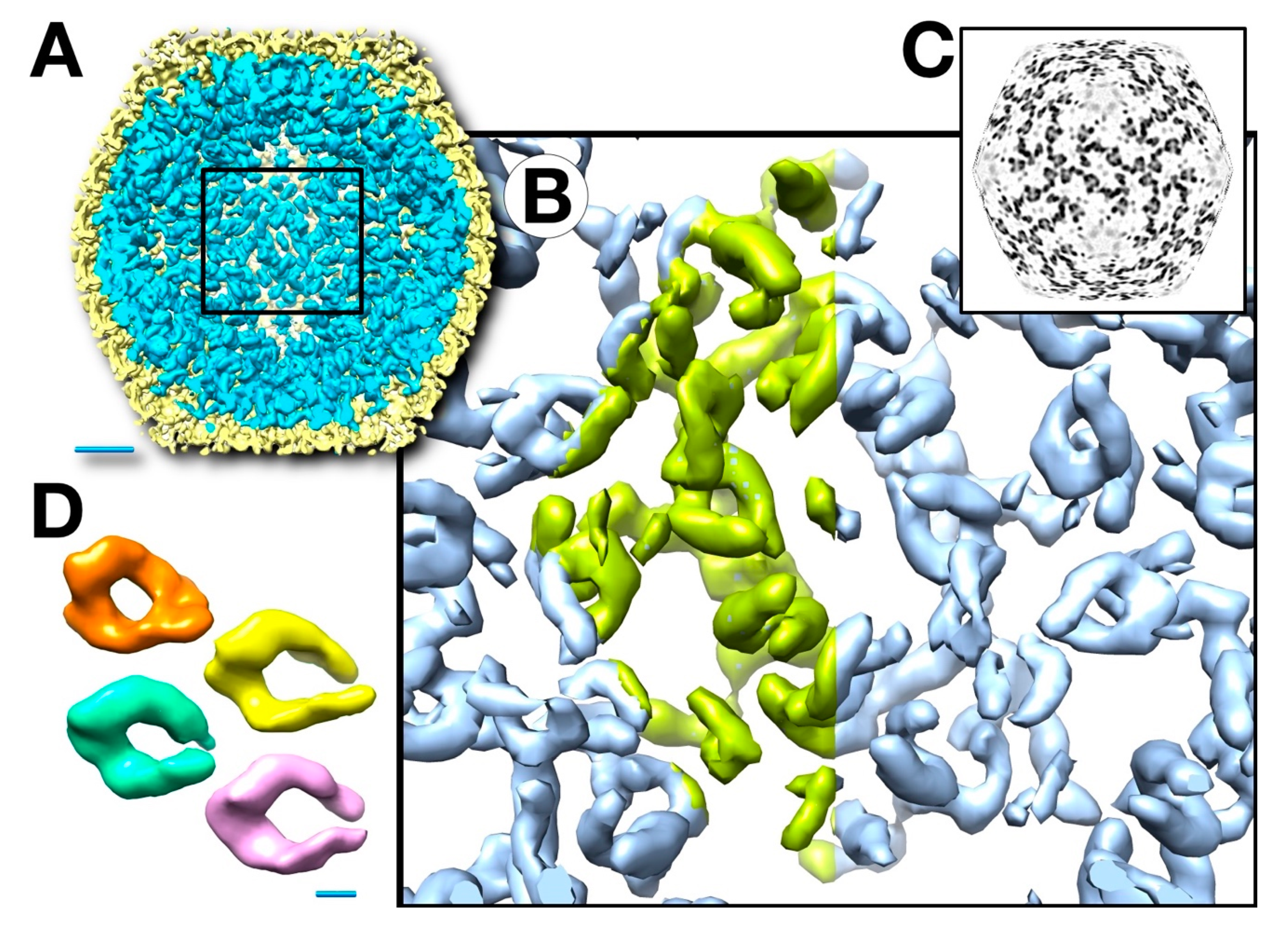 Viruses 12 00910 g008 Viruses 12 00910 g008