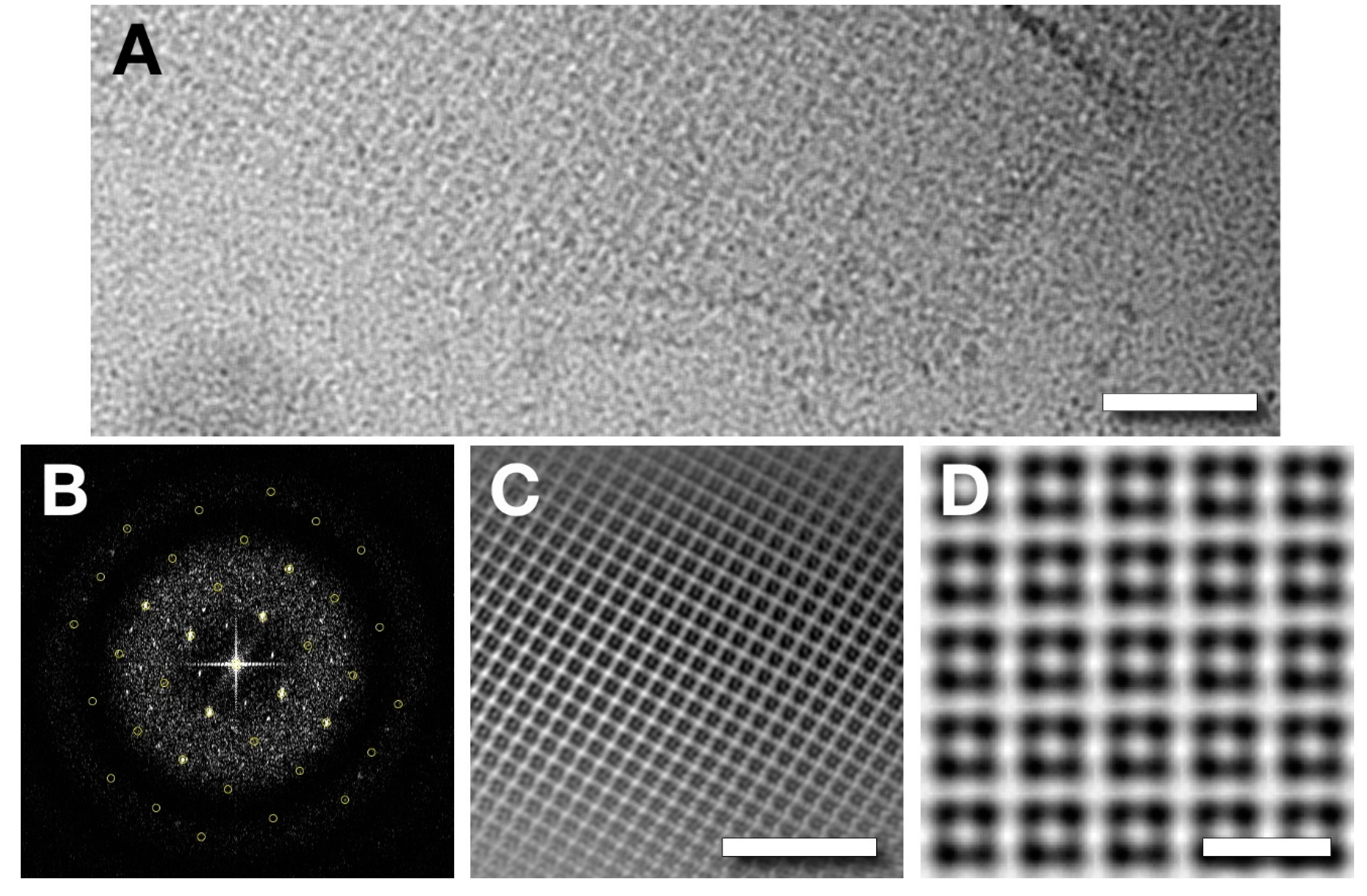 Viruses 12 00910 g009 Viruses 12 00910 g009