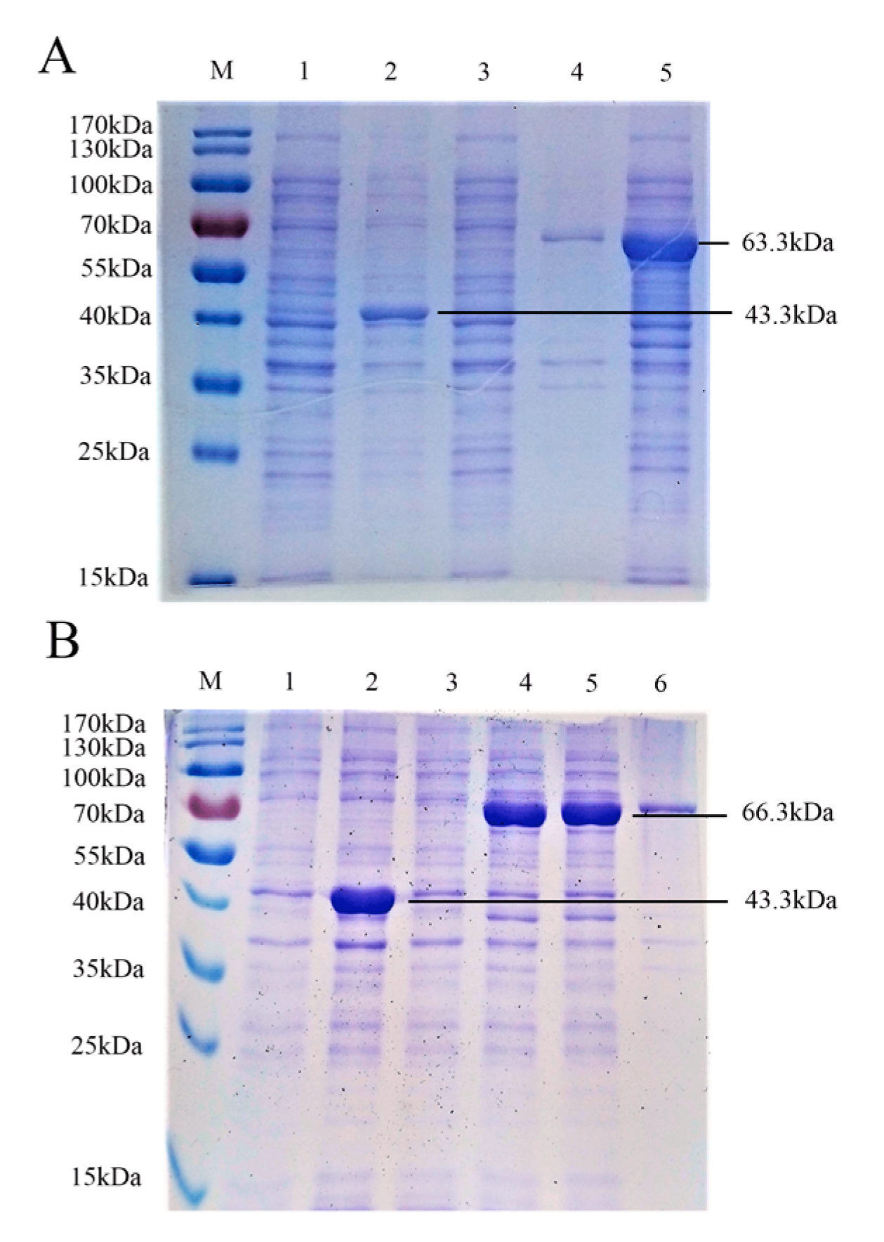 Viruses 12 00912 g001