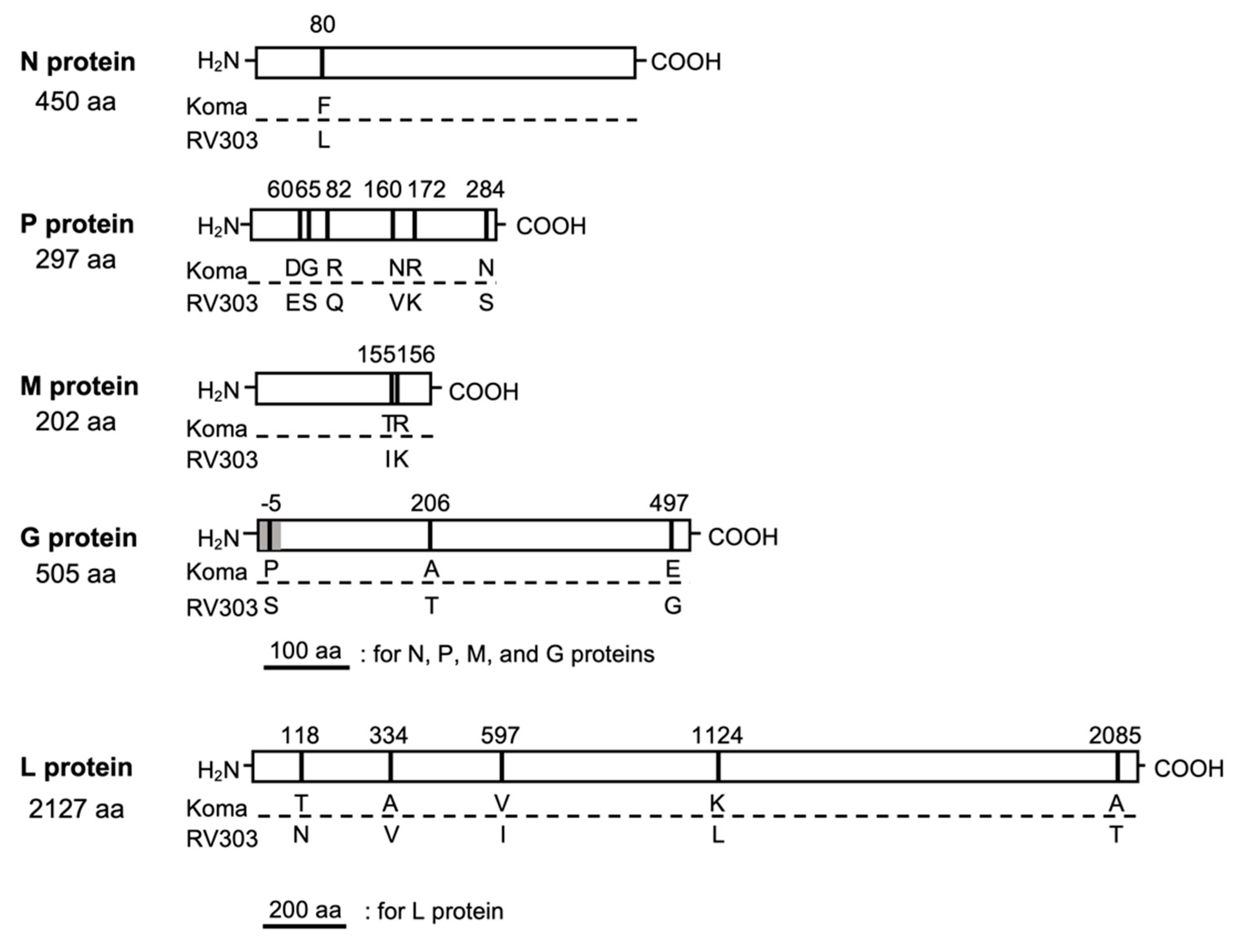 Viruses 12 00914 g003
