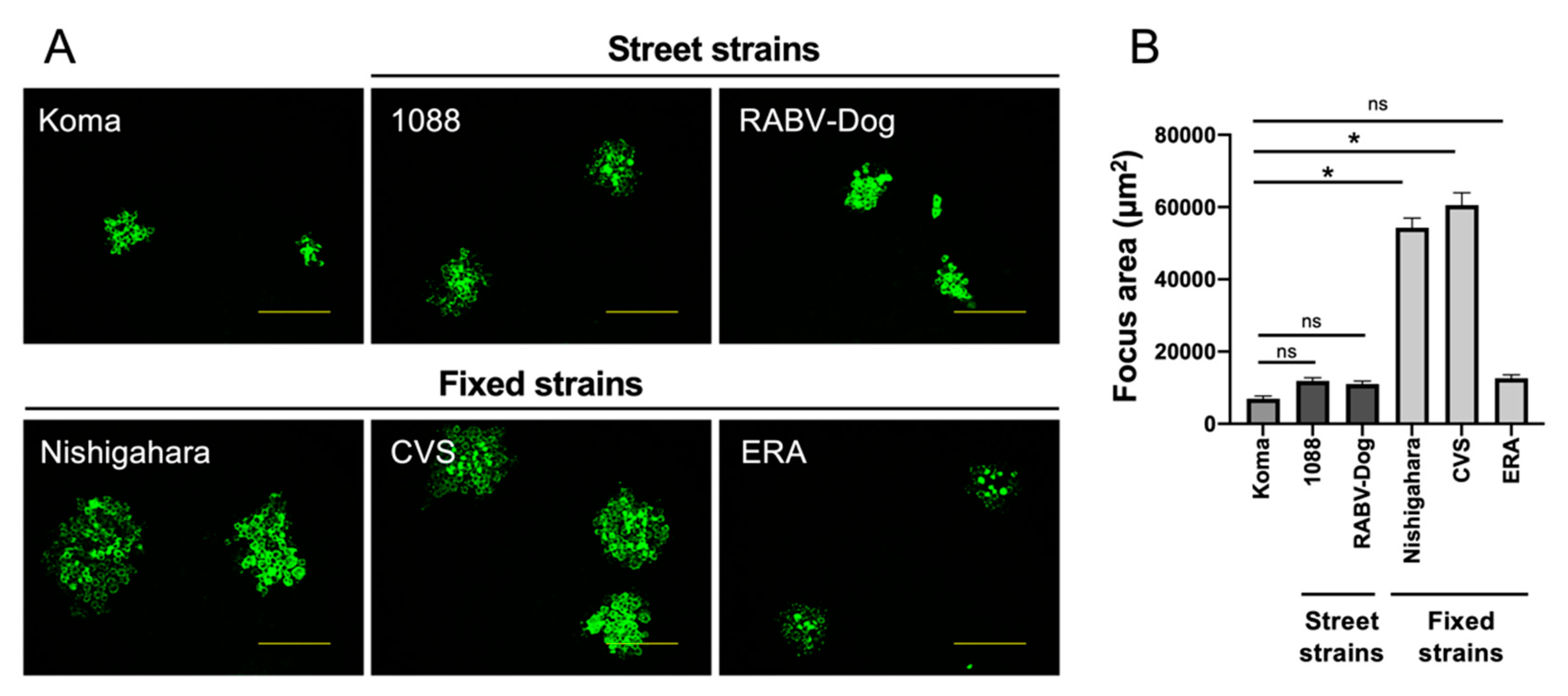 Viruses 12 00914 g006
