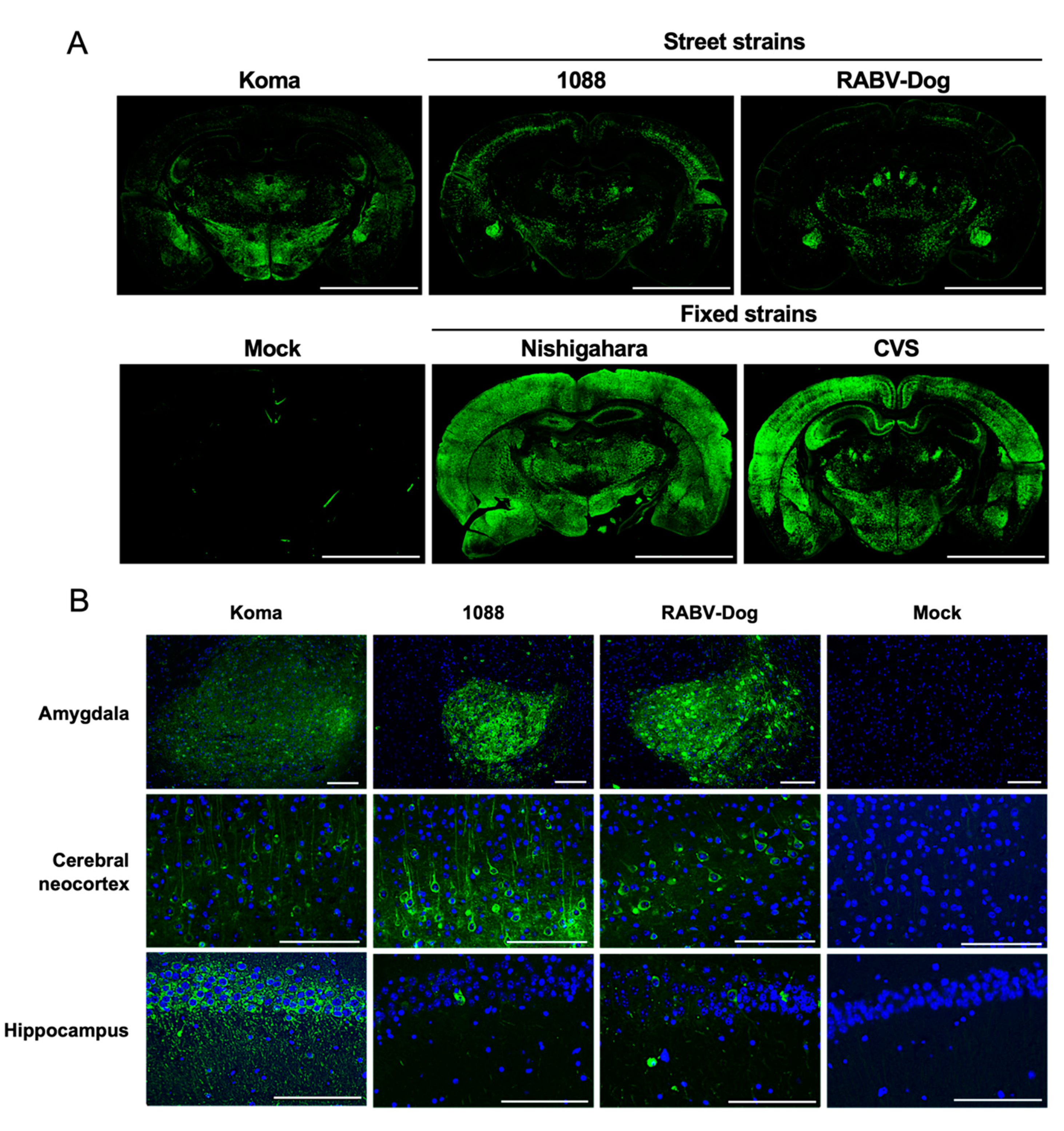 Viruses 12 00914 g008