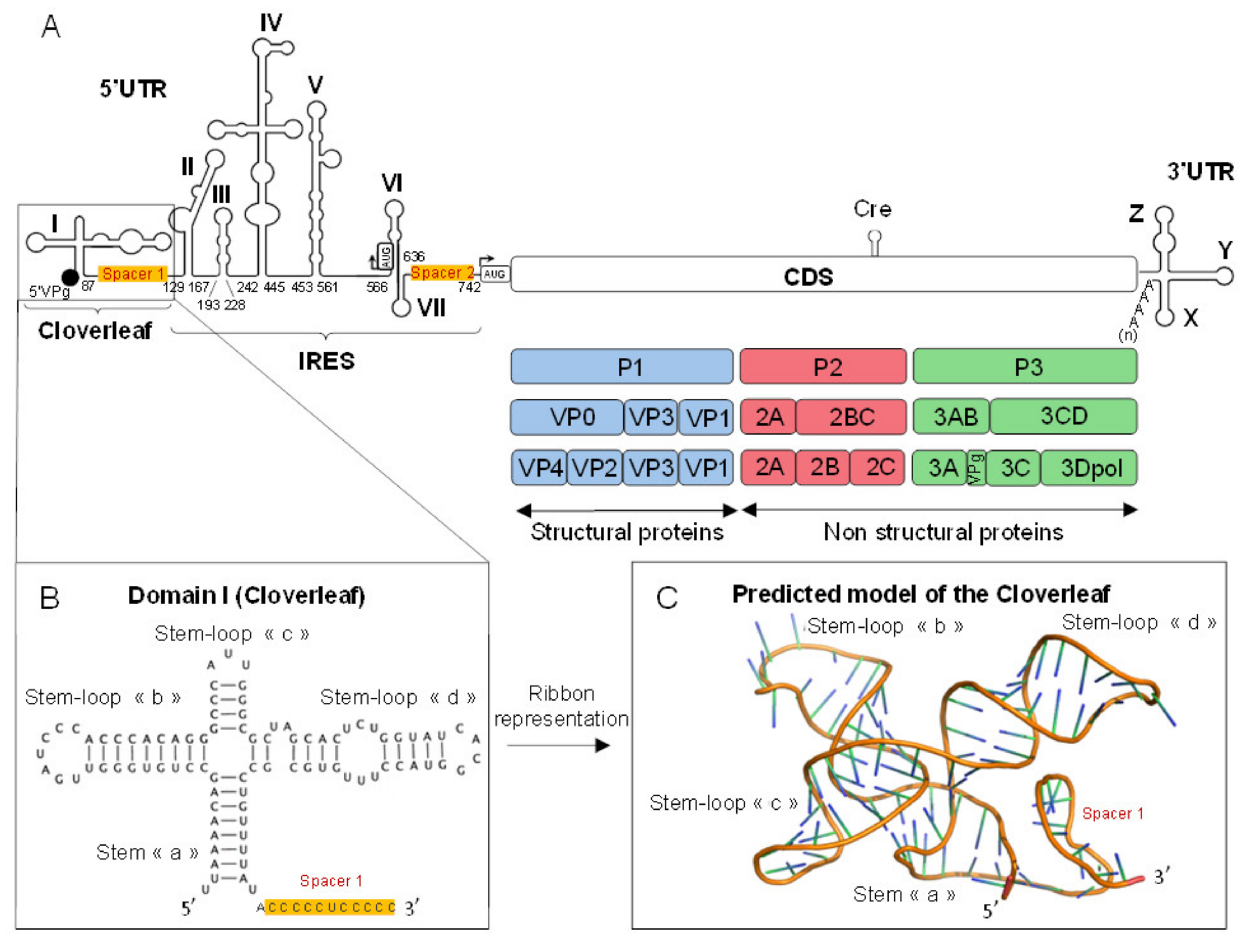Viruses 12 00919 g002 Viruses 12 00919 g002
