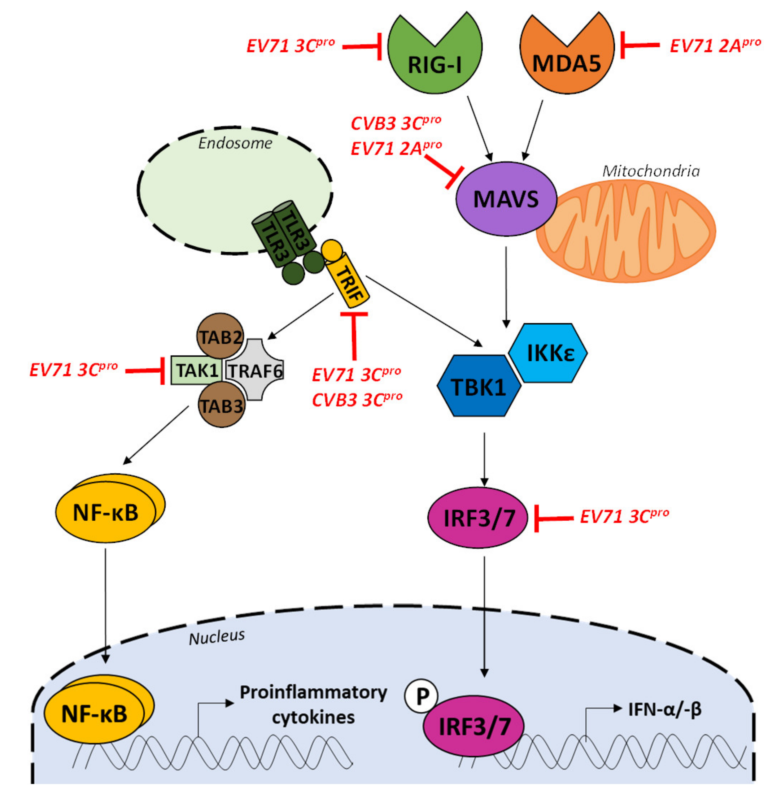 Viruses 12 00919 g005 Viruses 12 00919 g005